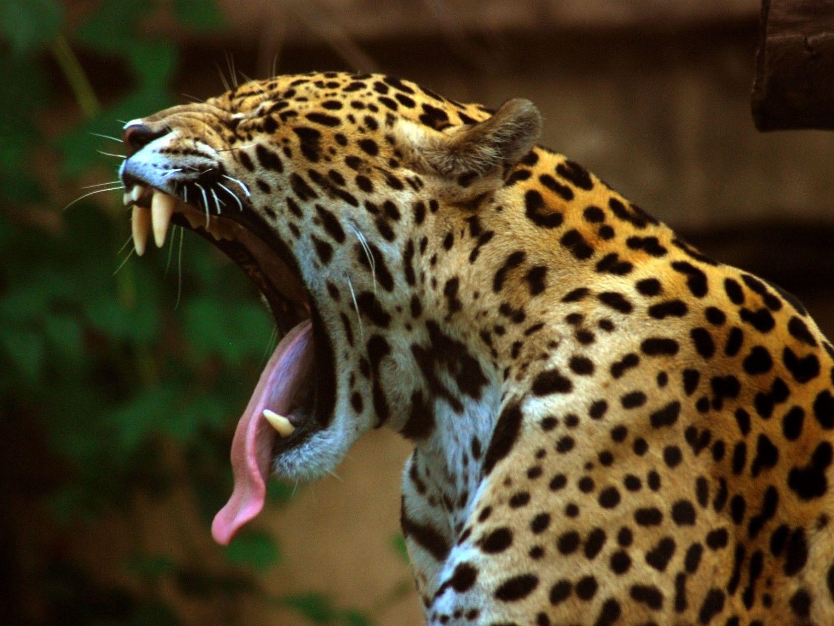 1680x1260 Jaguar wallpaperx1260