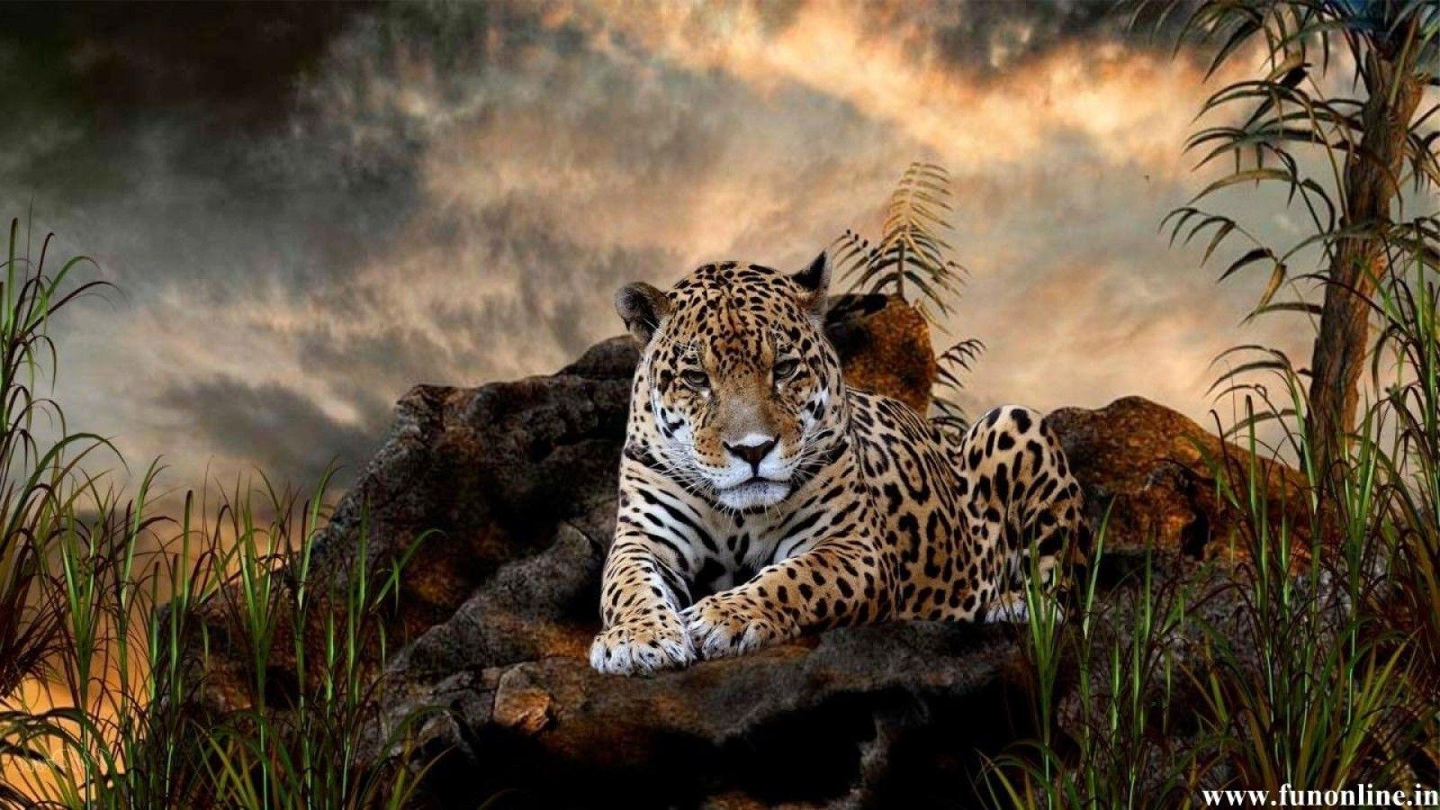 1600x900 Jaguar HD Wallpaper
