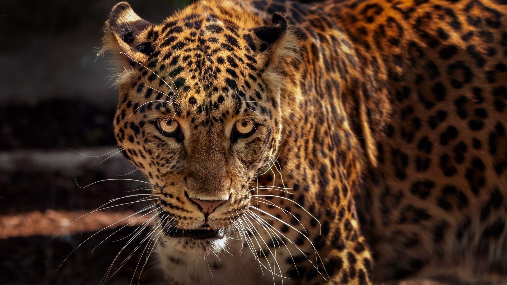 1920x1080 Download wallpaper 1920x1080 jaguar, predator, muzzle, big