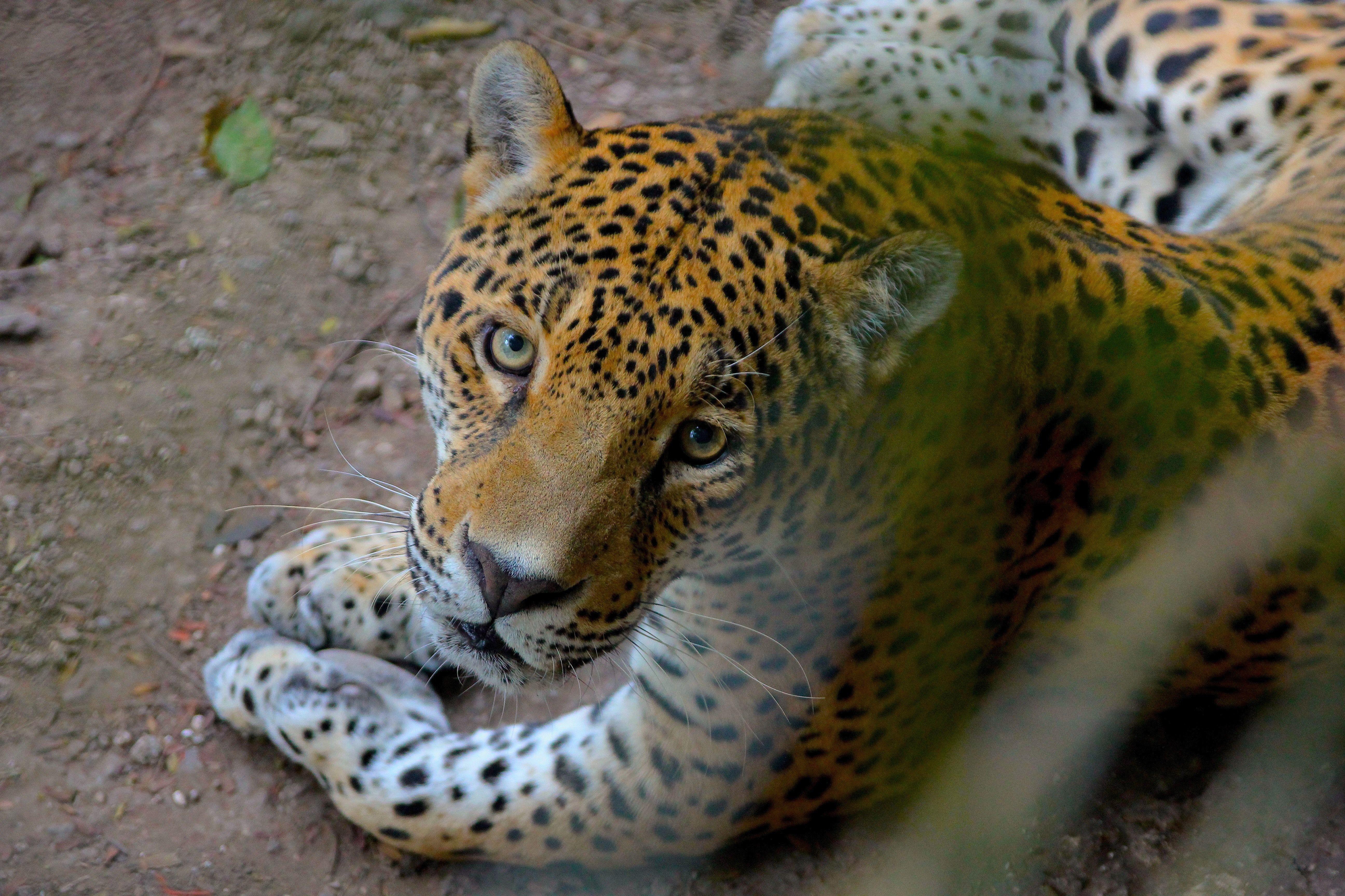 5184x3456 Free of HD wallpaper, jaguar, misterious