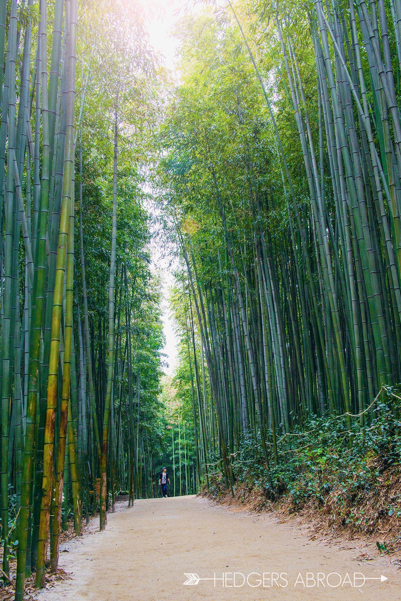 1333x2000 Bamboo Forest // DAMYANG, SOUTH KOREA. Korea Korean
