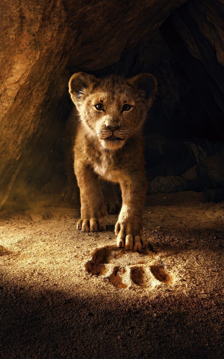 736x1177 The Lion King (2019) wallpaper