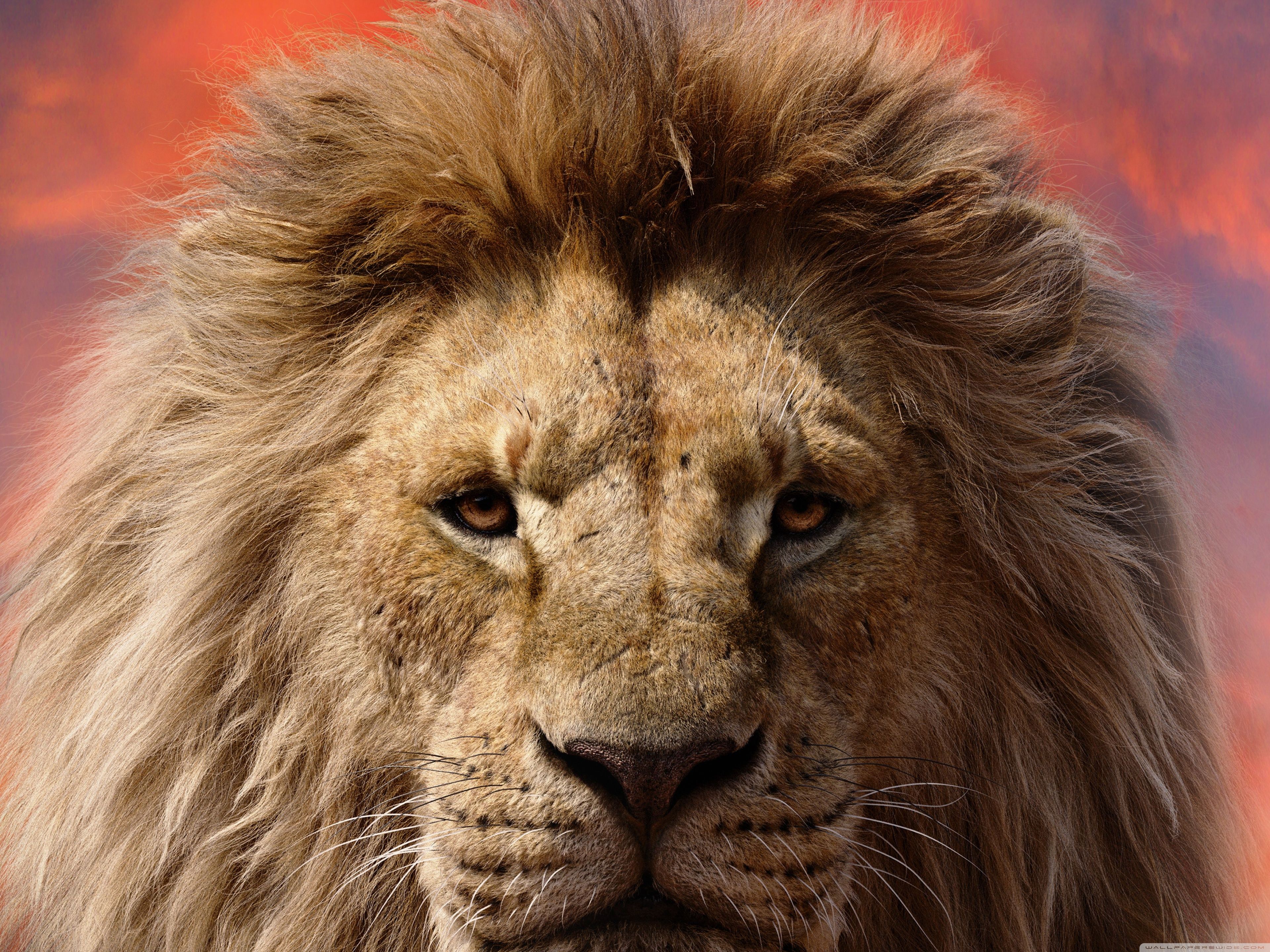 3840x2880 Mufasa The Lion King 2024 Film Ultra HD