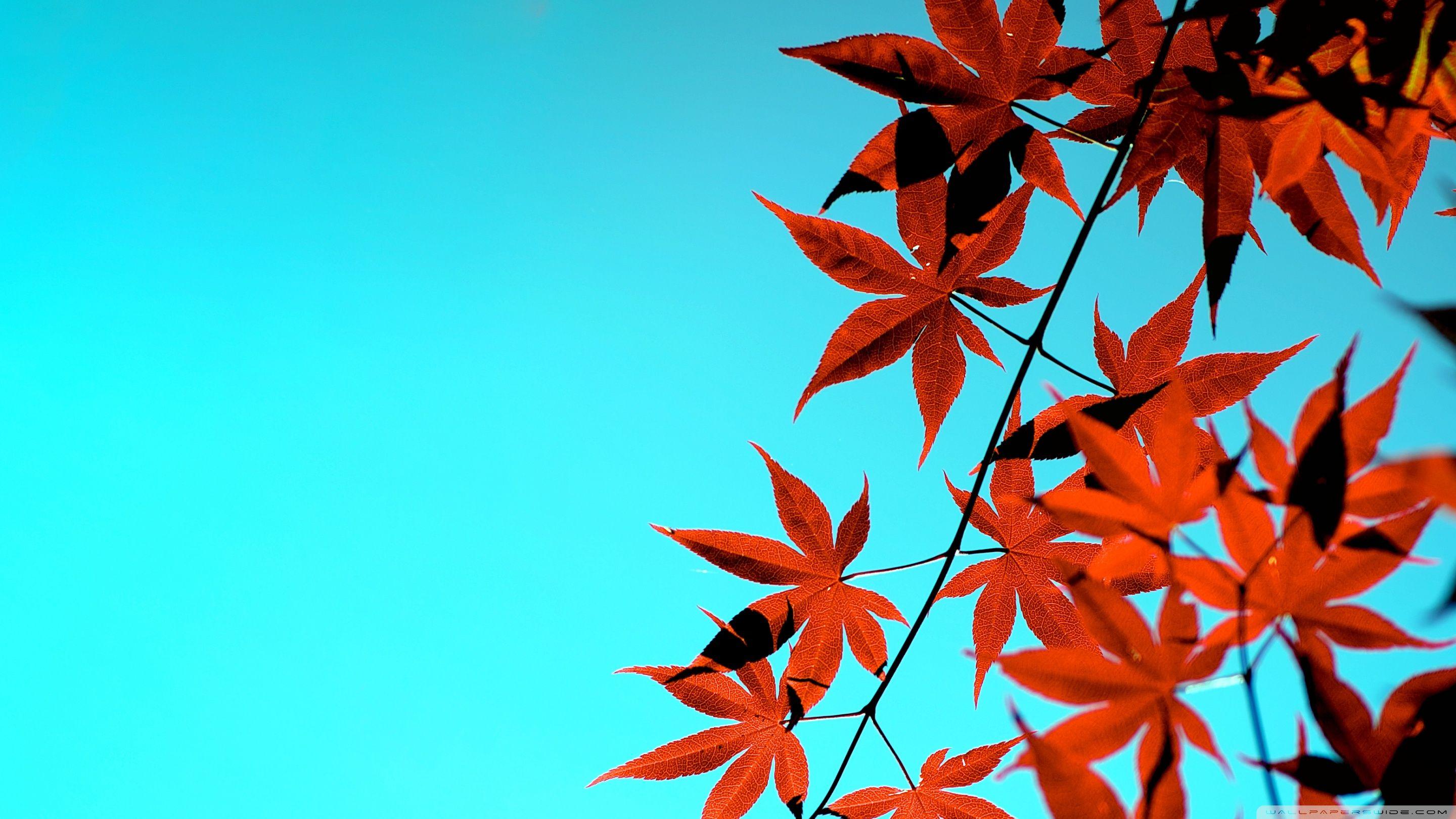 2880x1620 Autumn Blaze 1846828