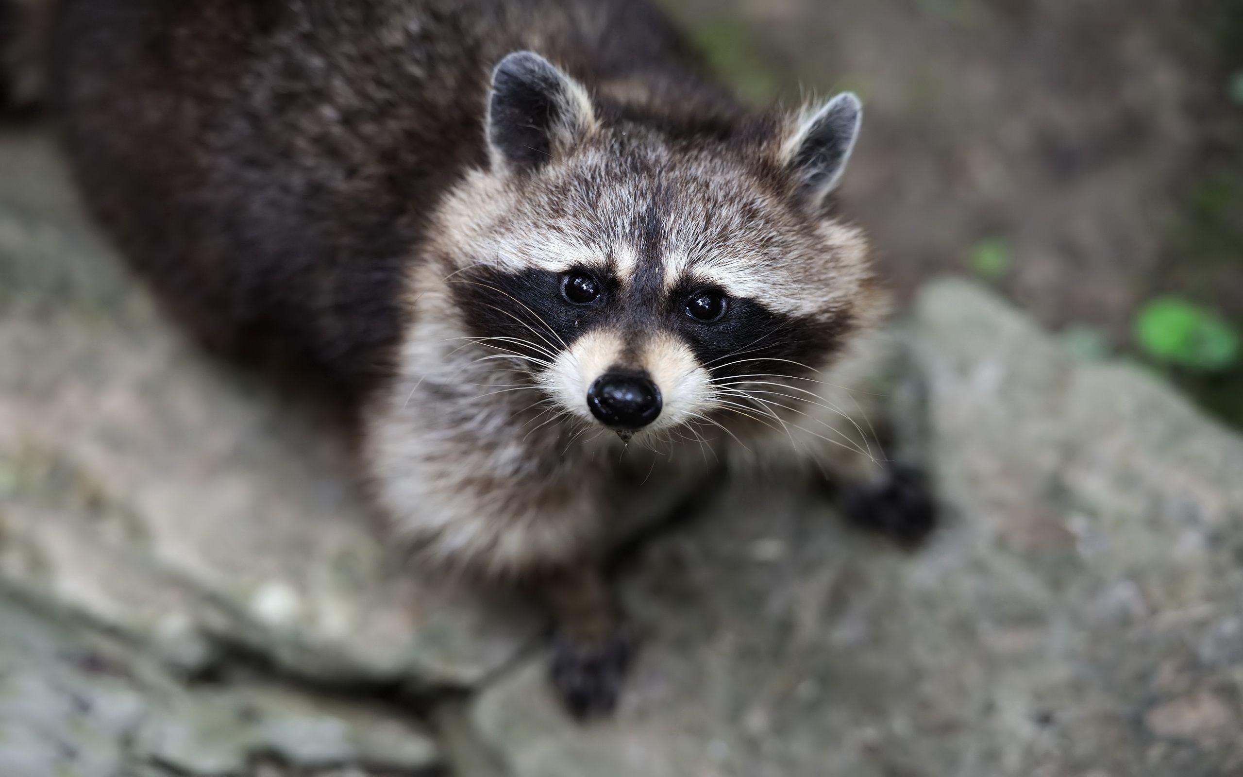 Download Raccoon wallpapers for mobile phone free Raccoon HD pictures