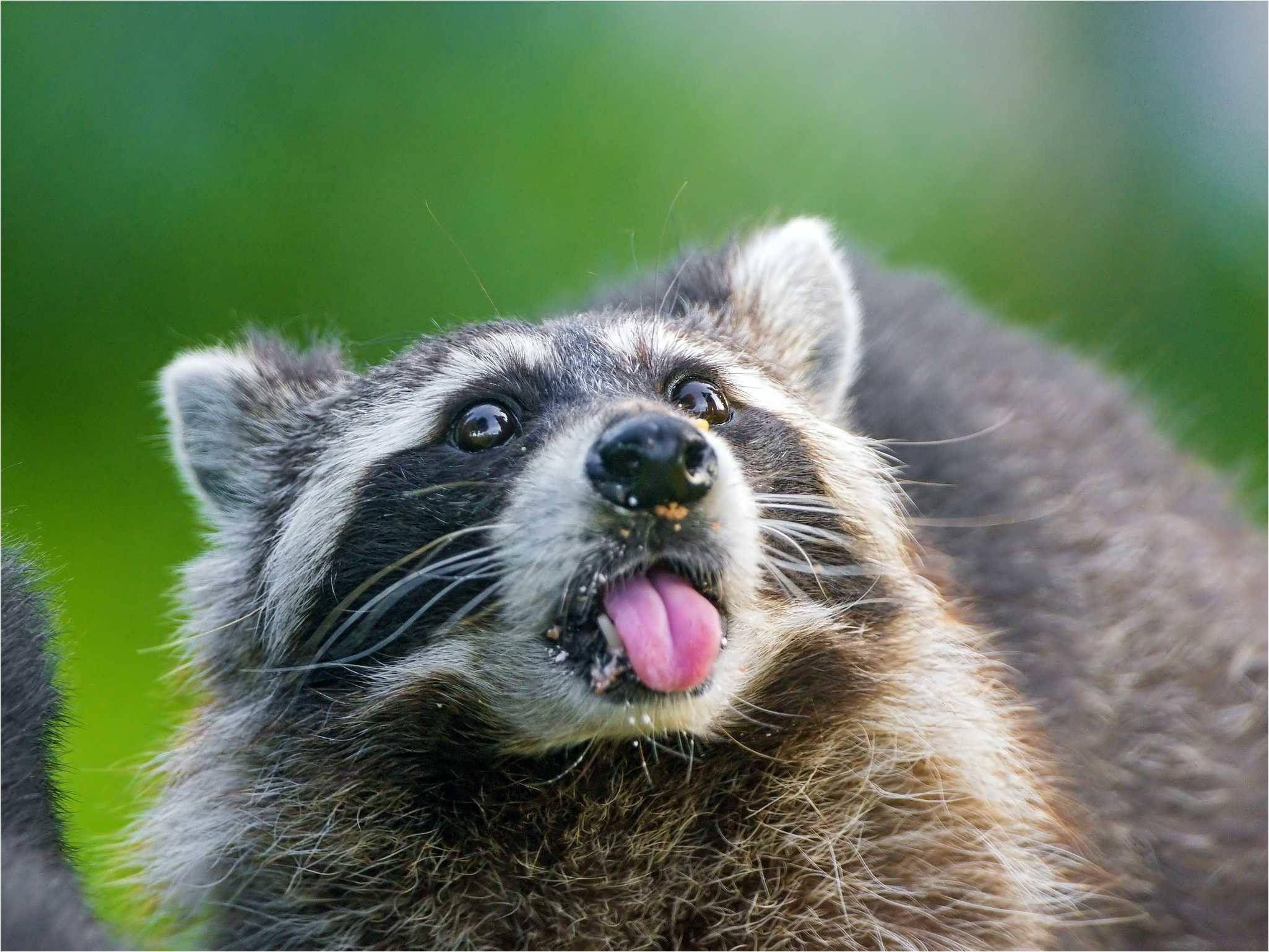 Raccoon black HD phone wallpaper  Peakpx