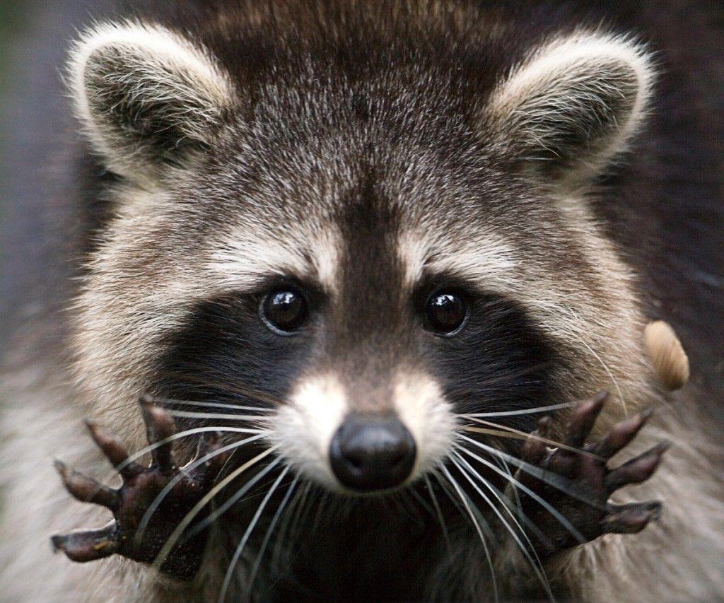 1024x853 Raccoon Wallpaper High Quality