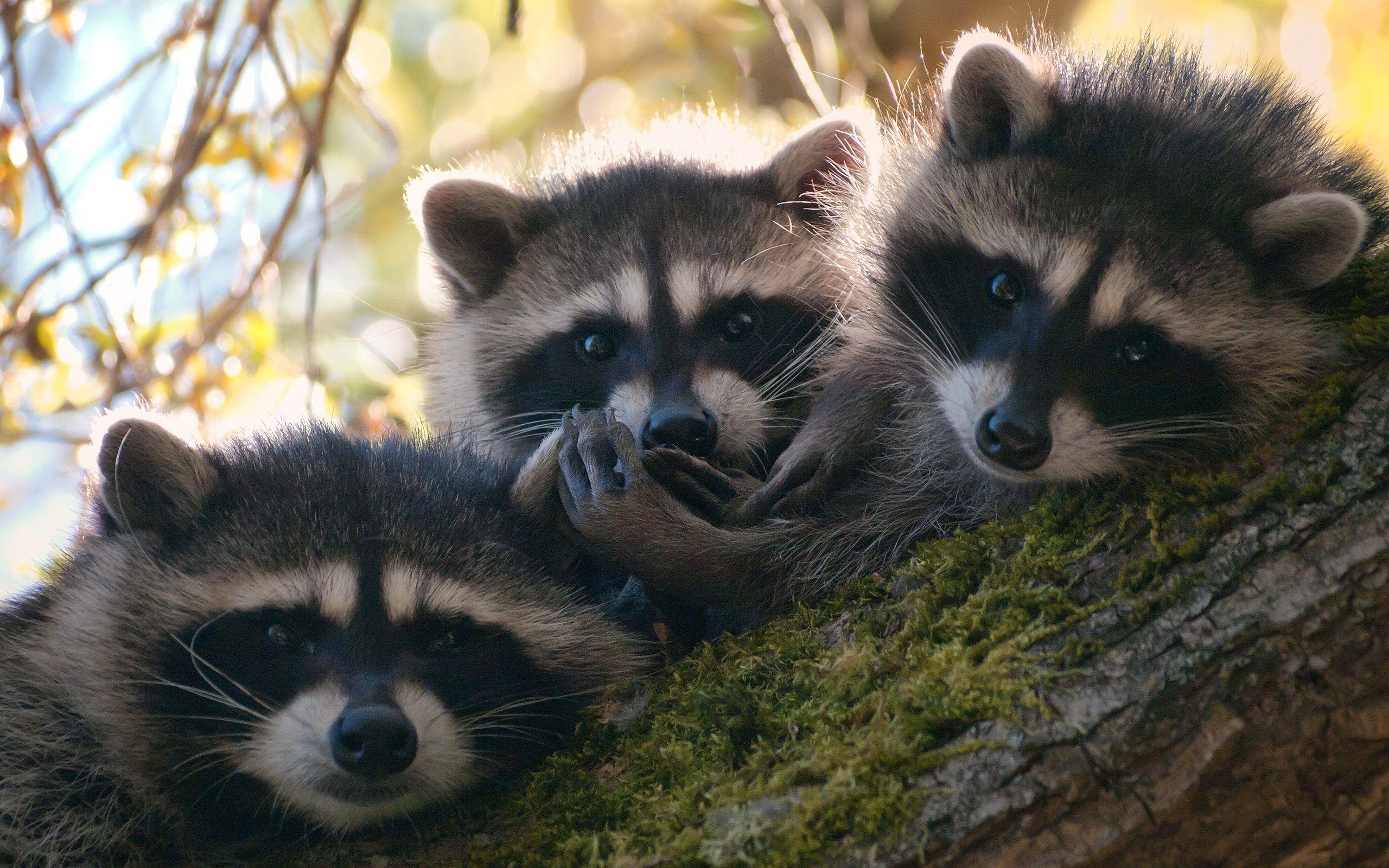 Cute Raccoon Wallpapers Top Free Cute Raccoon Backgrounds 