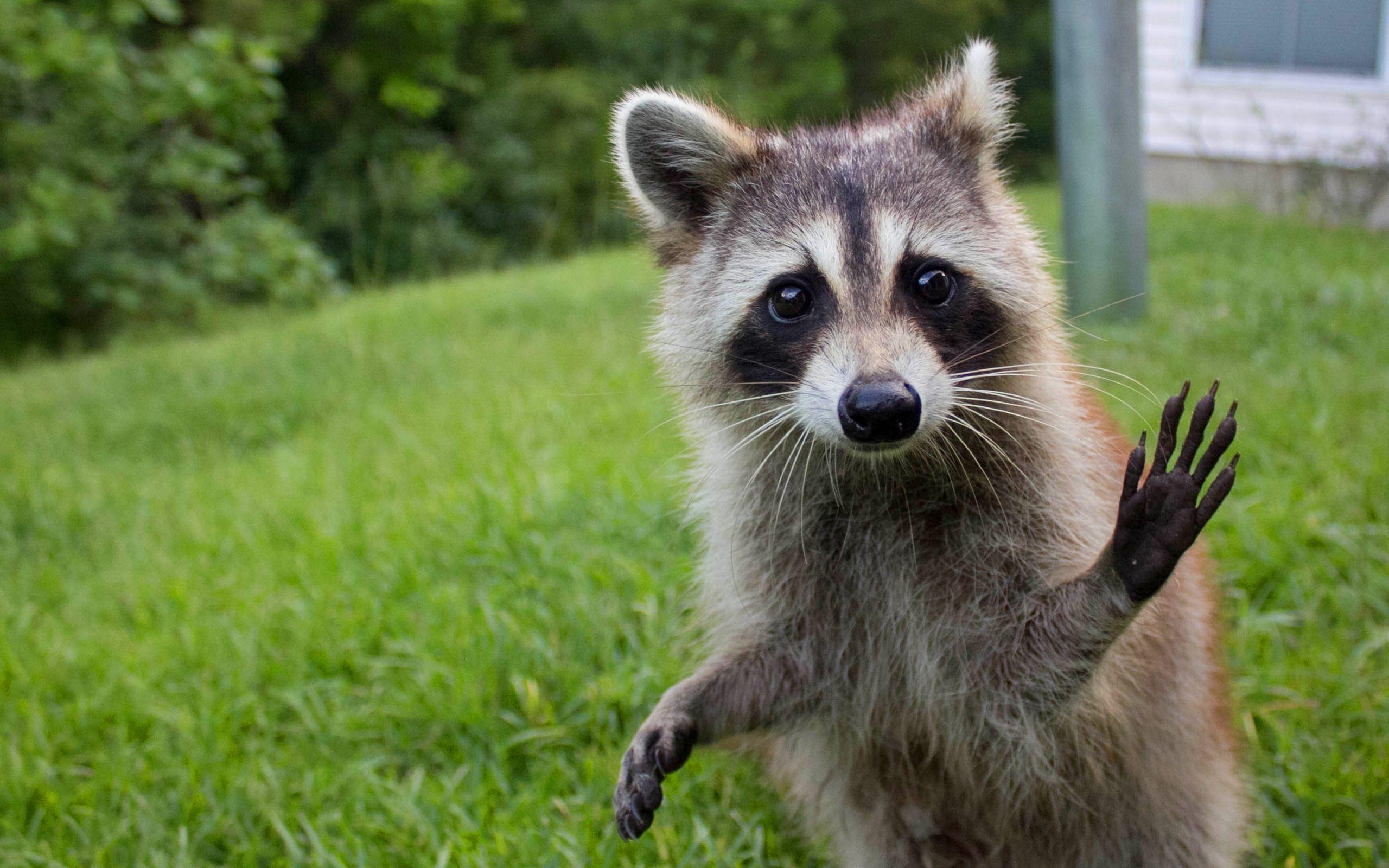 Cute Raccoon Wallpapers Top Free Cute Raccoon Backgrounds 