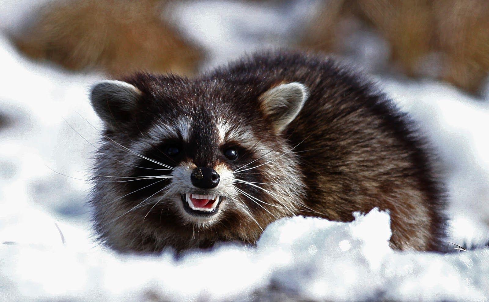 1600x988 VK.824: Raccoon Wallpaper (1600x988 px)
