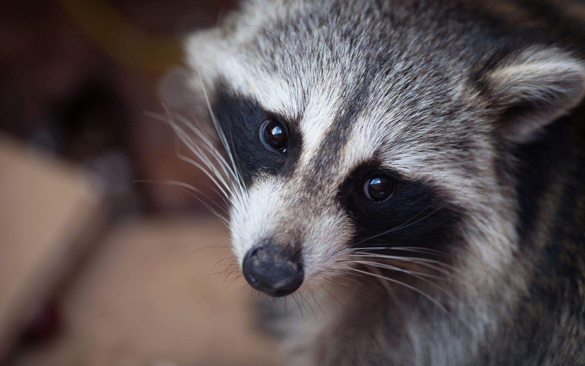 1920x1200 Free download Raccoon Wallpaper [1920x1200]
