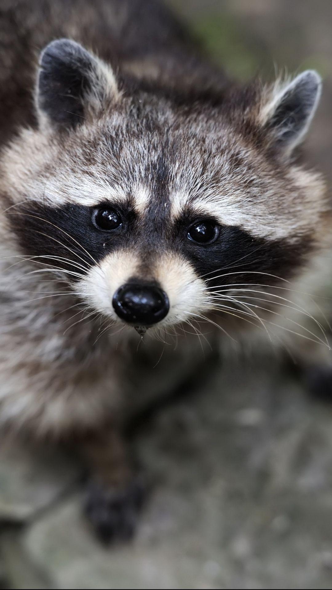 1080x1920 Animal Raccoon (1080x1920) Wallpaper
