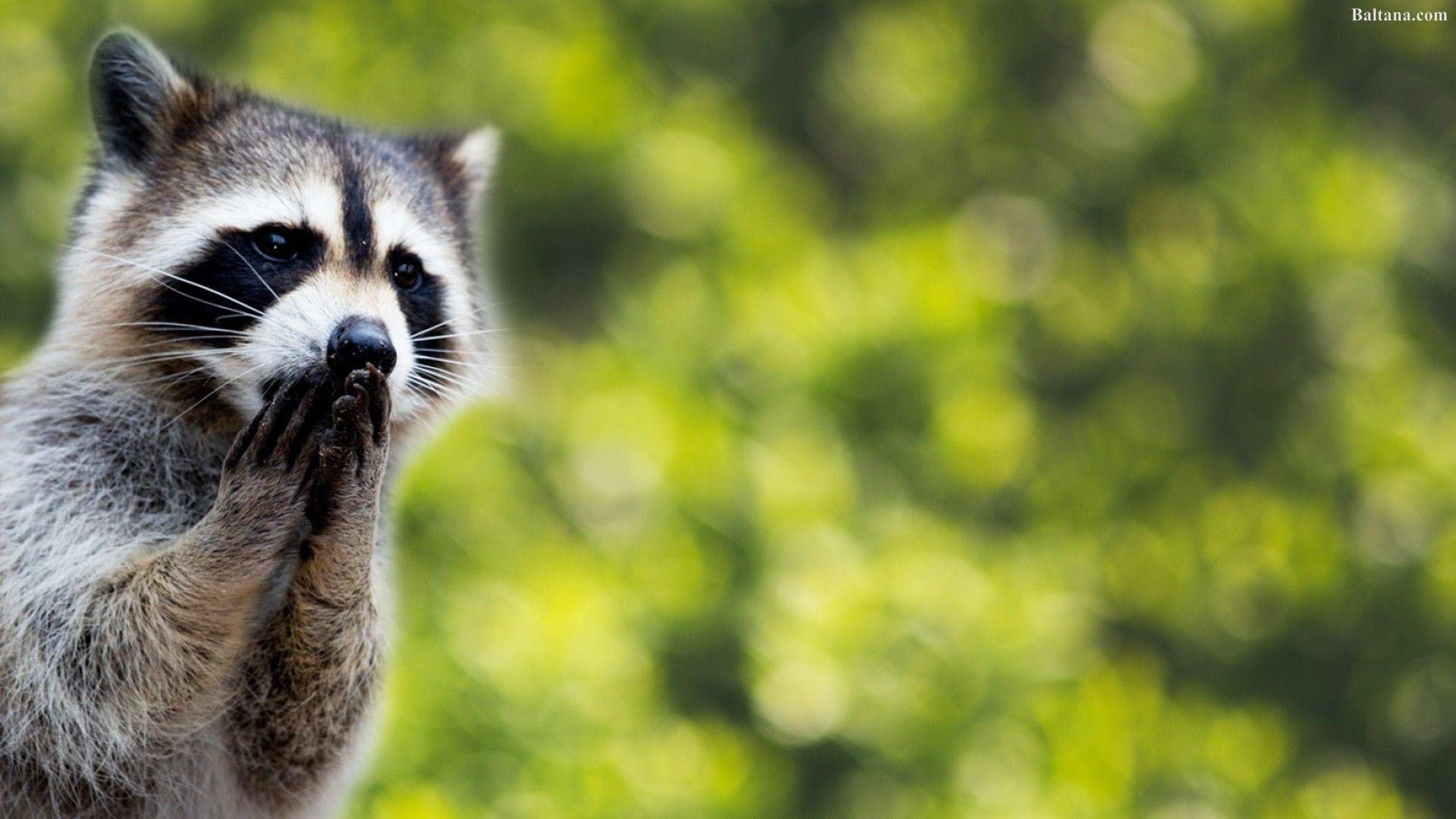 1920x1080 Raccoon HD Wallpaper 31767