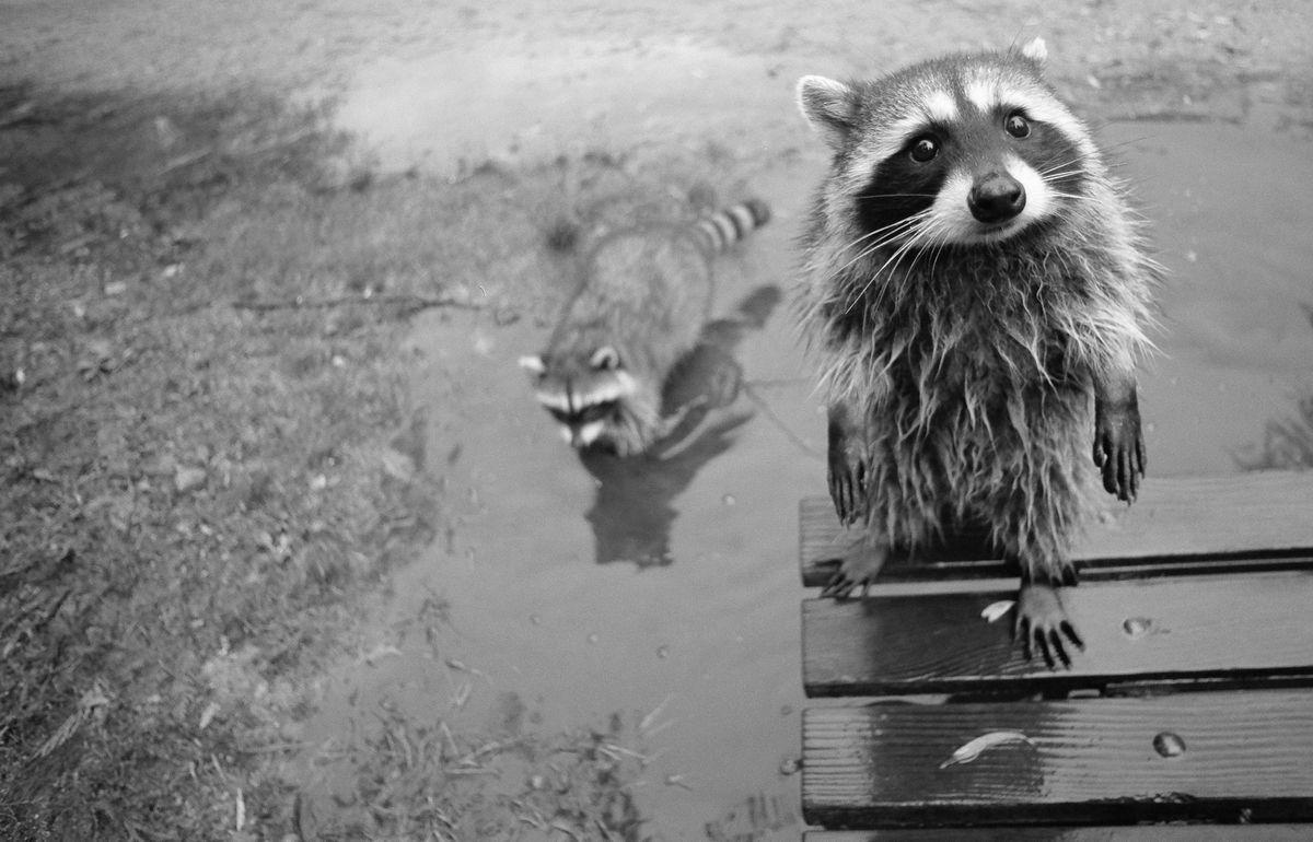 1200x770 Raccoon Wallpaperx770