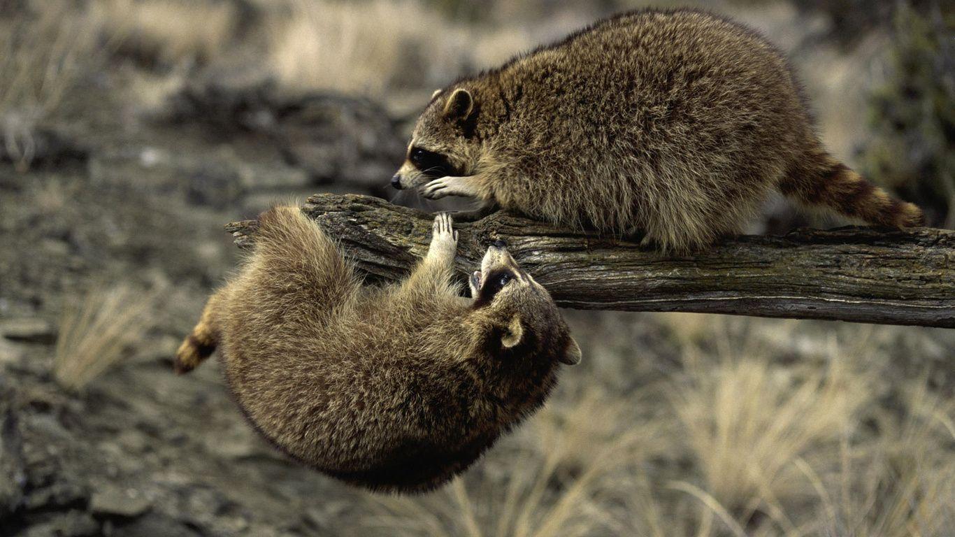 1366x768 Raccoon Wallpaper. Fun Animals Wiki, Videos, Picture