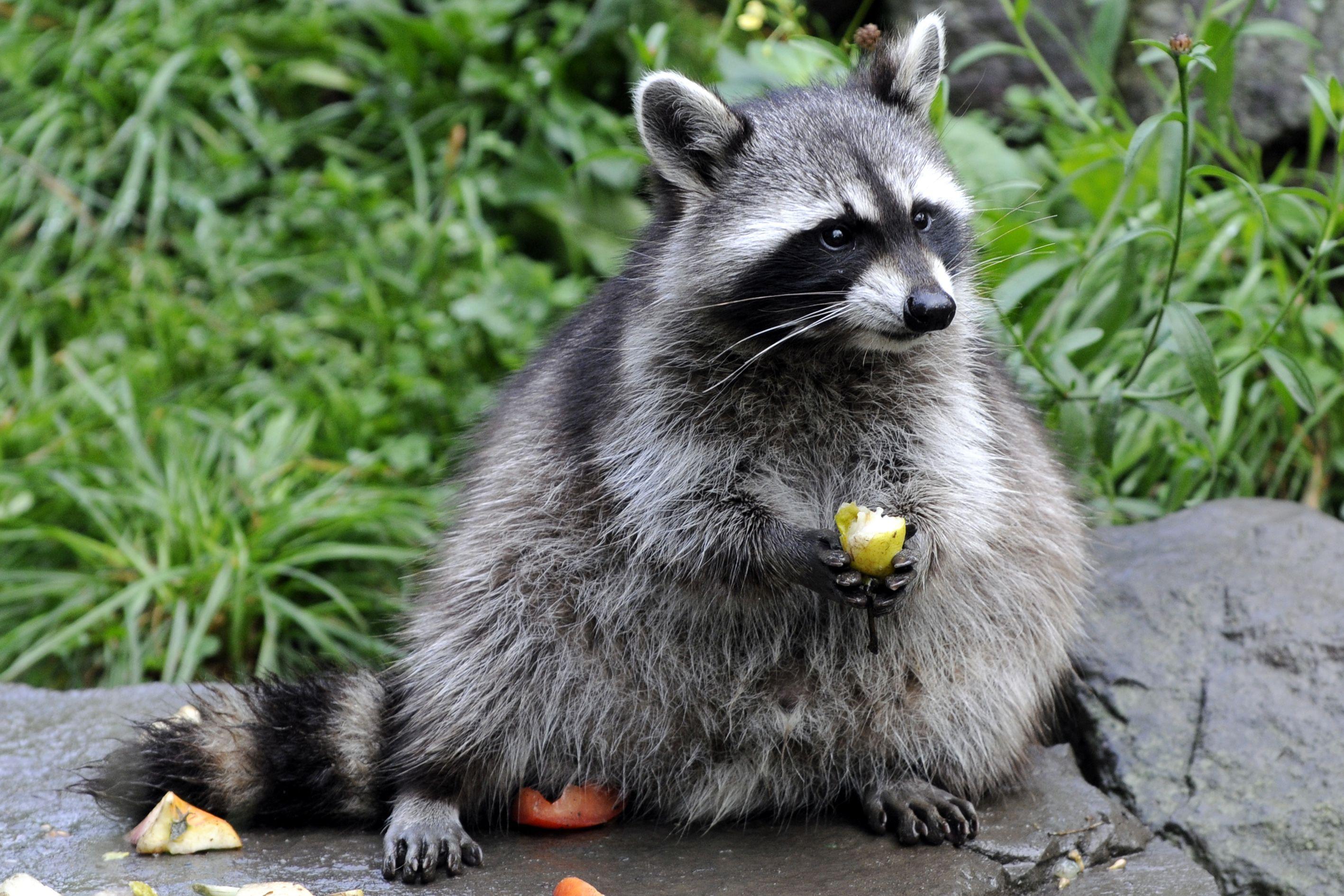 2835x1890 Raccoon HD Wallpaper