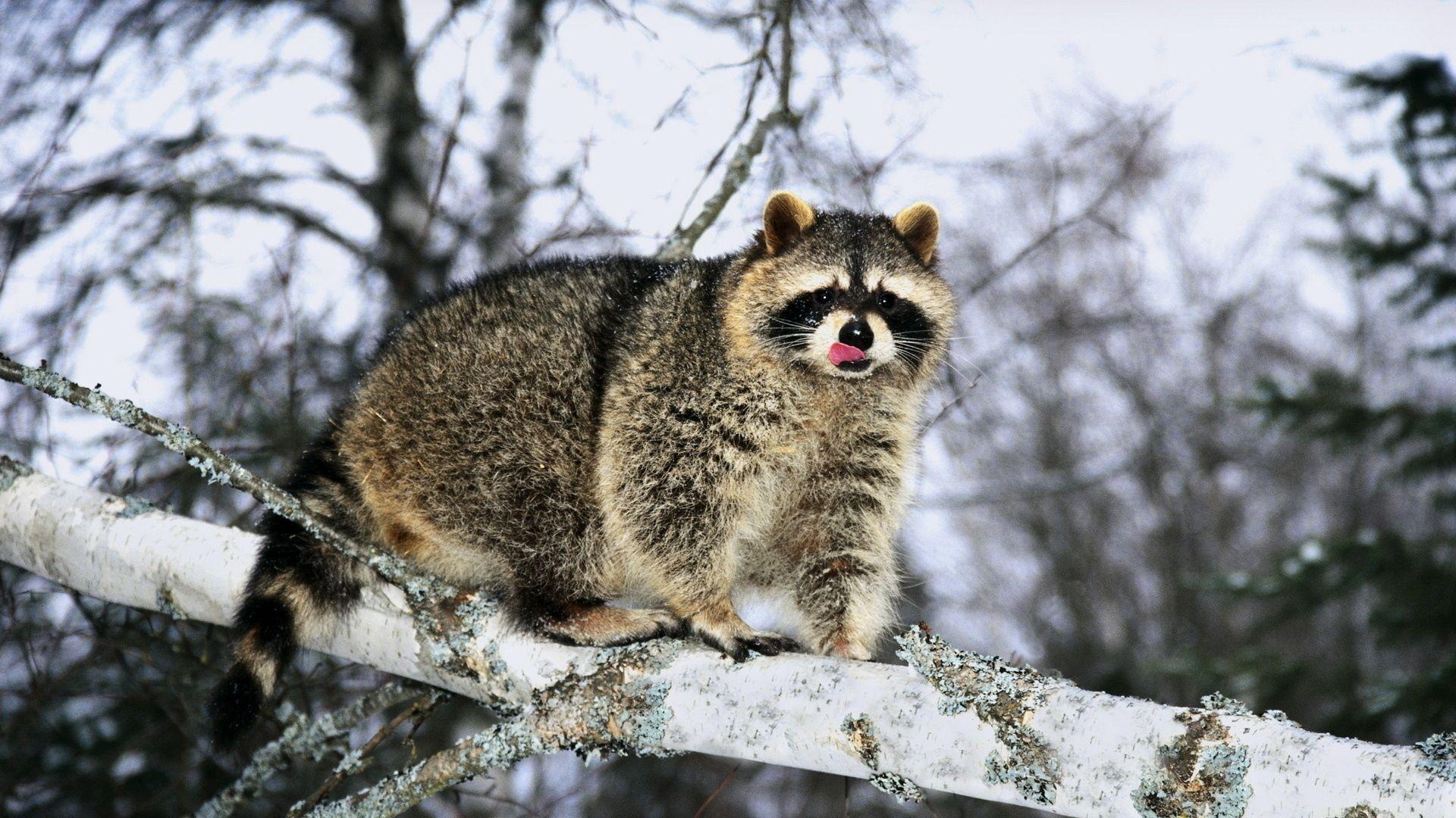 1920x1080 Download wallpaper 1920x1080 raccoon, branch, snow, climb