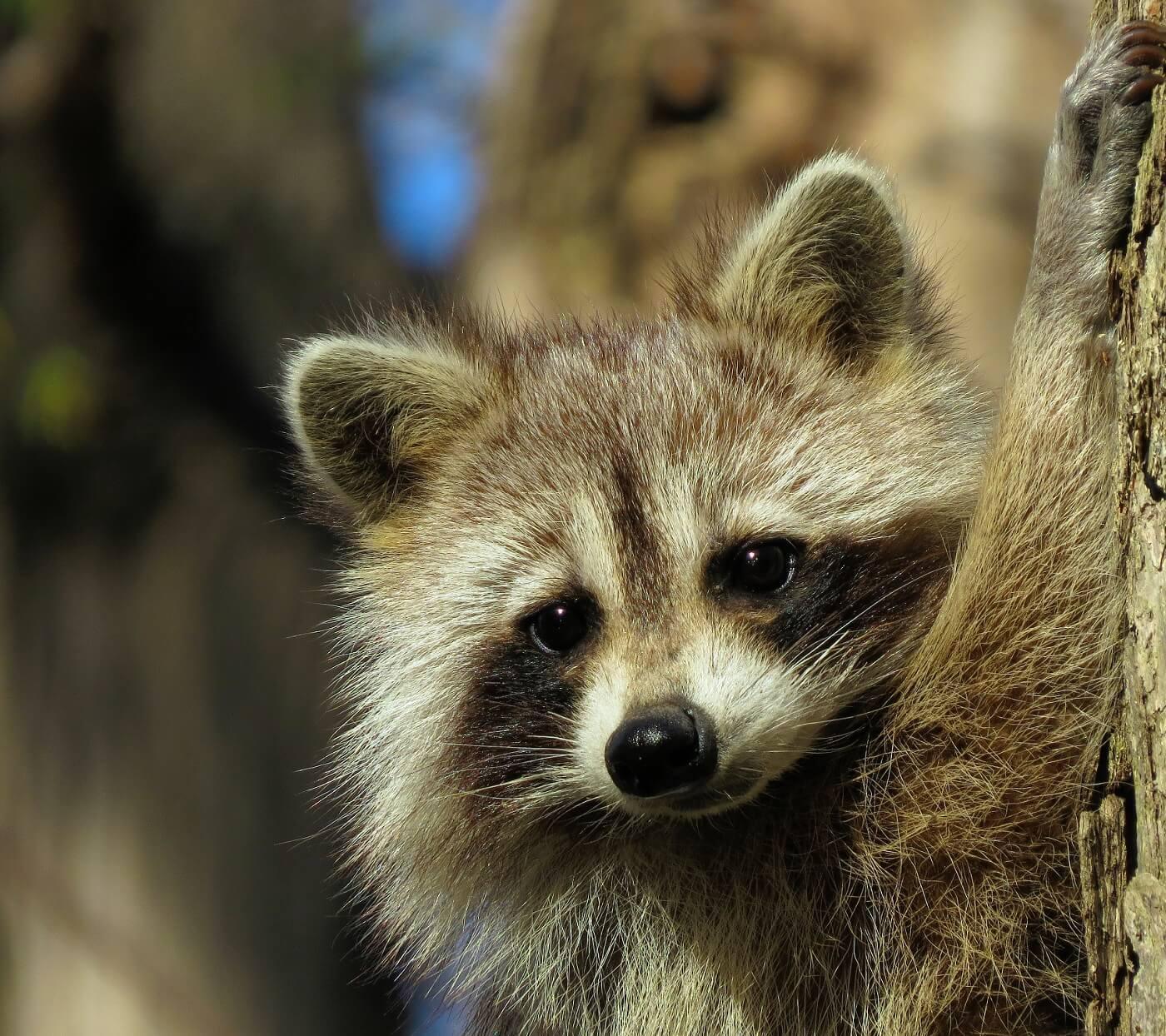 1400x1244 Raccoon Wallpaper for Android