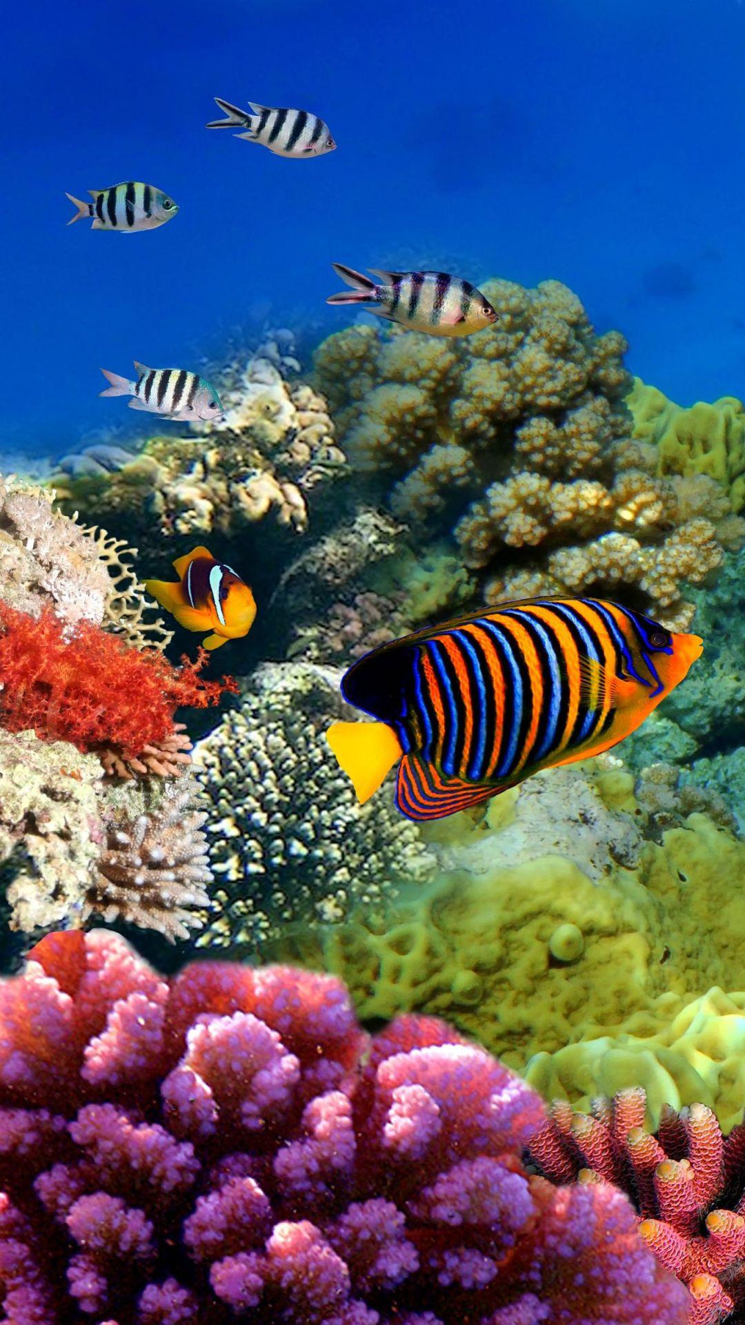 Great Barrier Reef Wallpapers - Top Free Great Barrier Reef Backgrounds