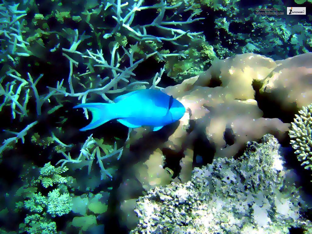 1024x768 Great barrier reef fish wallpaper. Great barrier reef fish