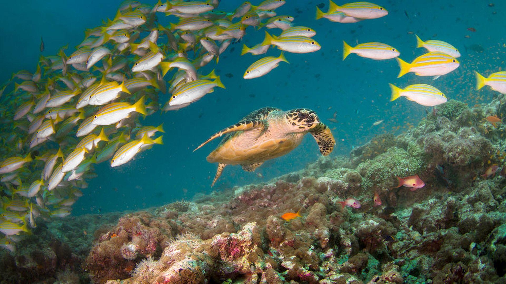 1920x1080 Coral Reef Wallpaper