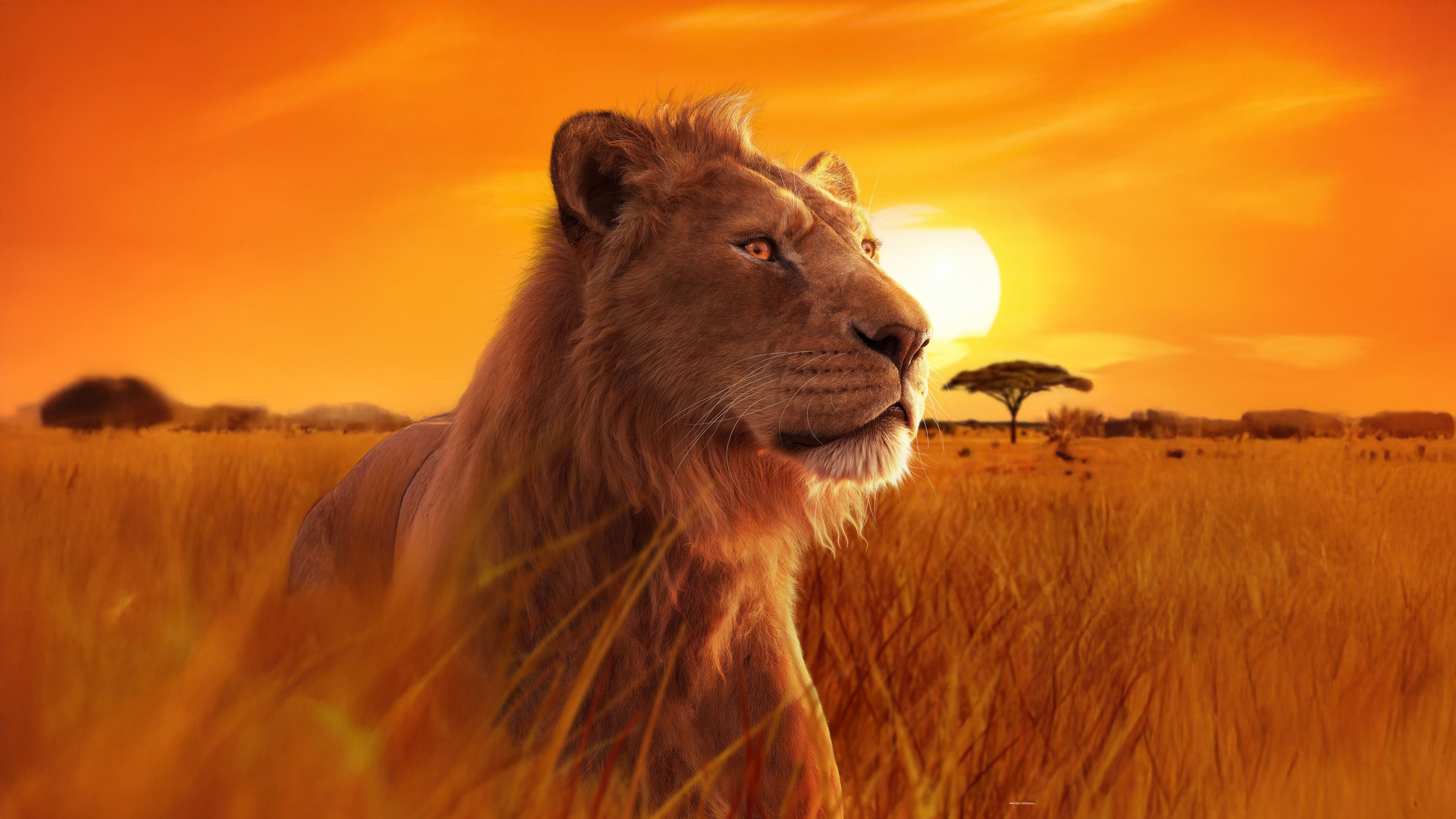 5120x2880 Mufasa Wallpaper 4K, 5K, : The Lion