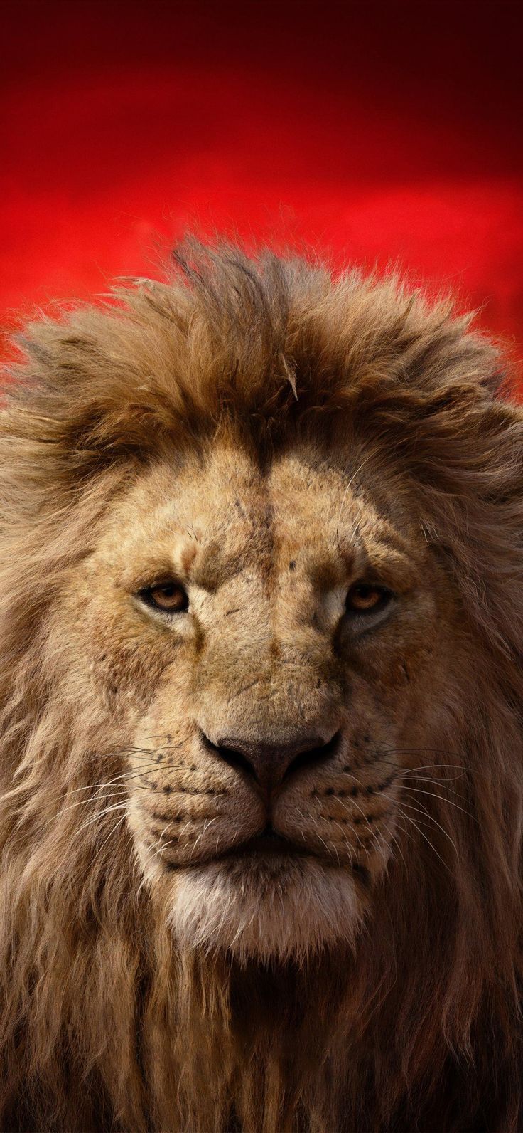 736x1592 lion king 2019 4k iPhone SE Wallpaper