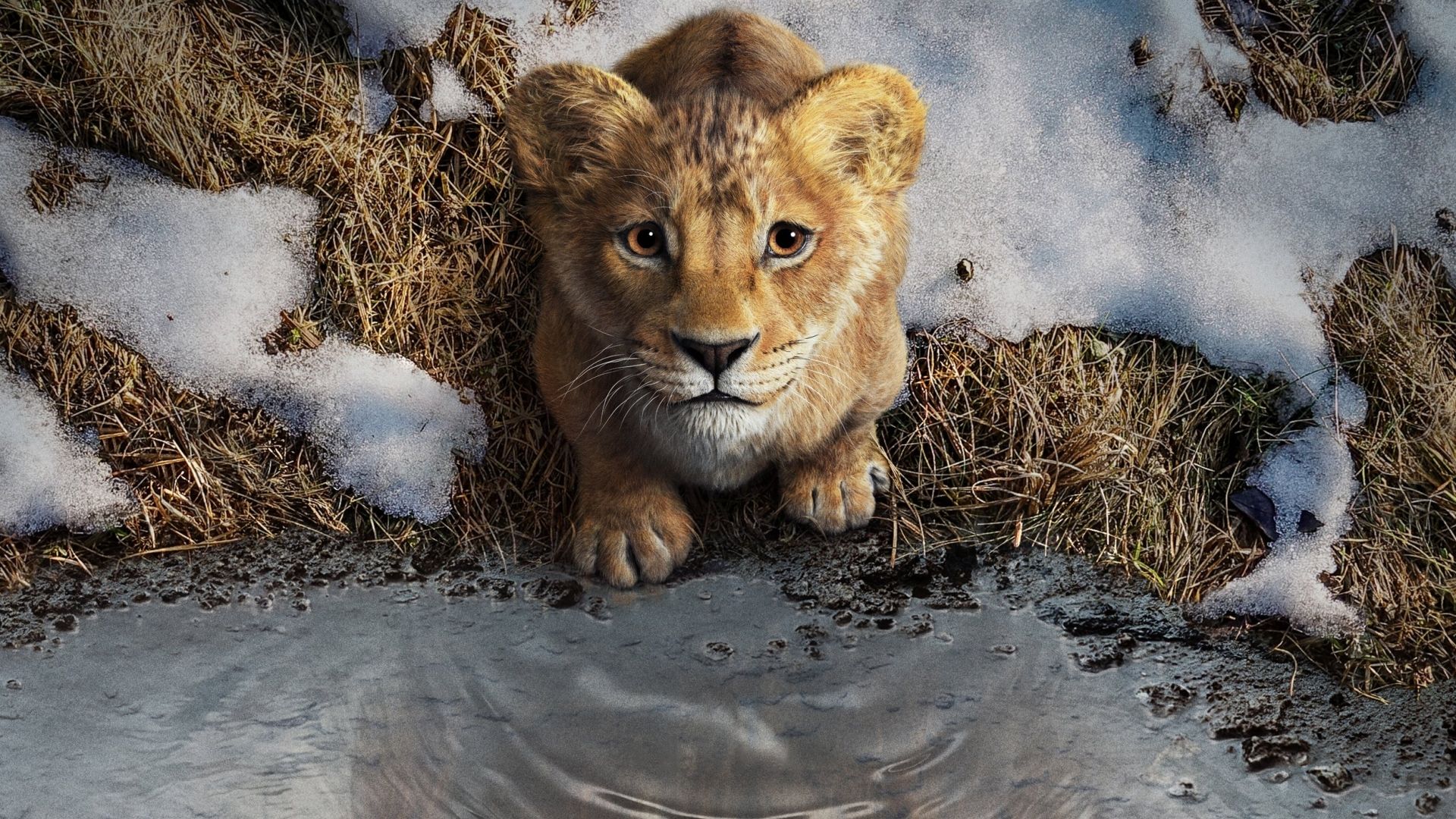 1920x1080 MUFASA The Lion King 1080P Laptop