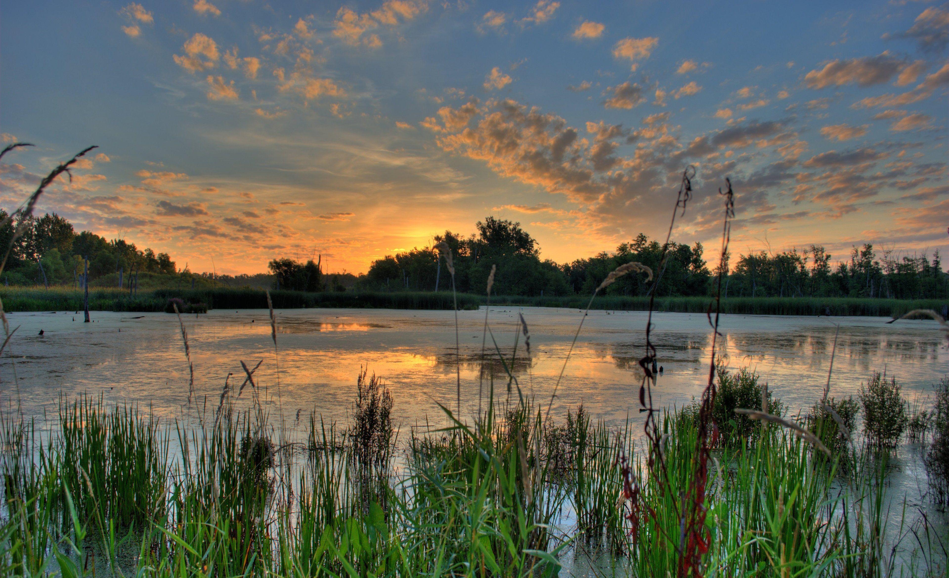 Есть камыш на озере. Масальский пруд Воронежская область. Озеро Нойзидлерзее. Озеро Теняк. Пейзаж с камышами.