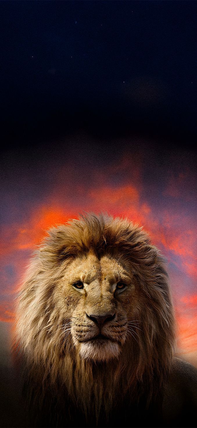 678x1470 Mufasa The Lion King iPhone Wallpaper
