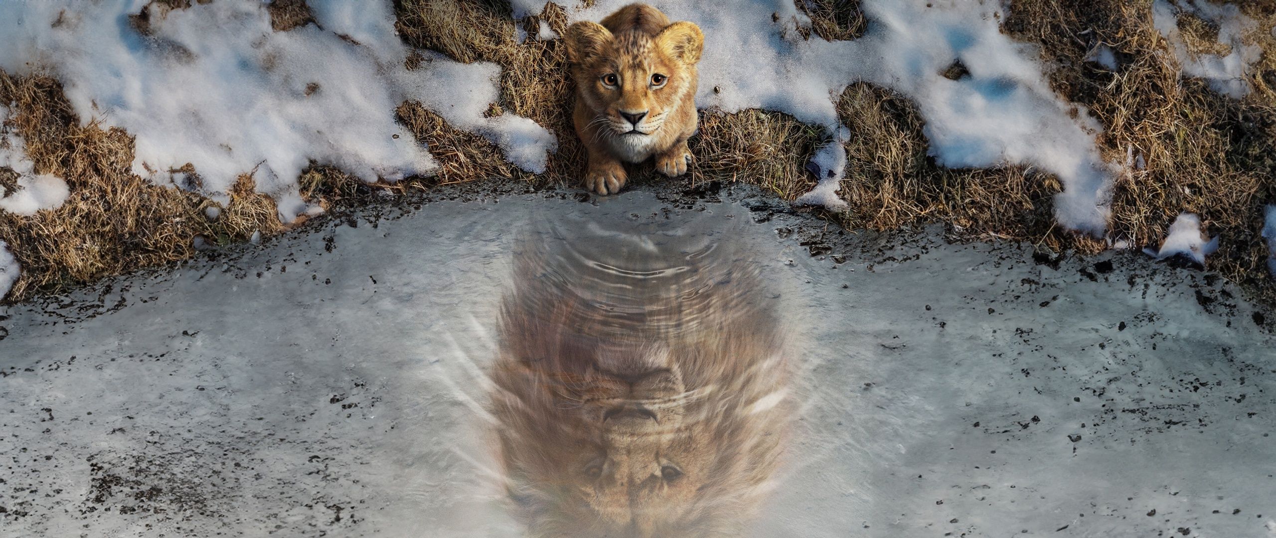 2560x1080 Mufasa: The Lion King Wallpaper 4K, 8K