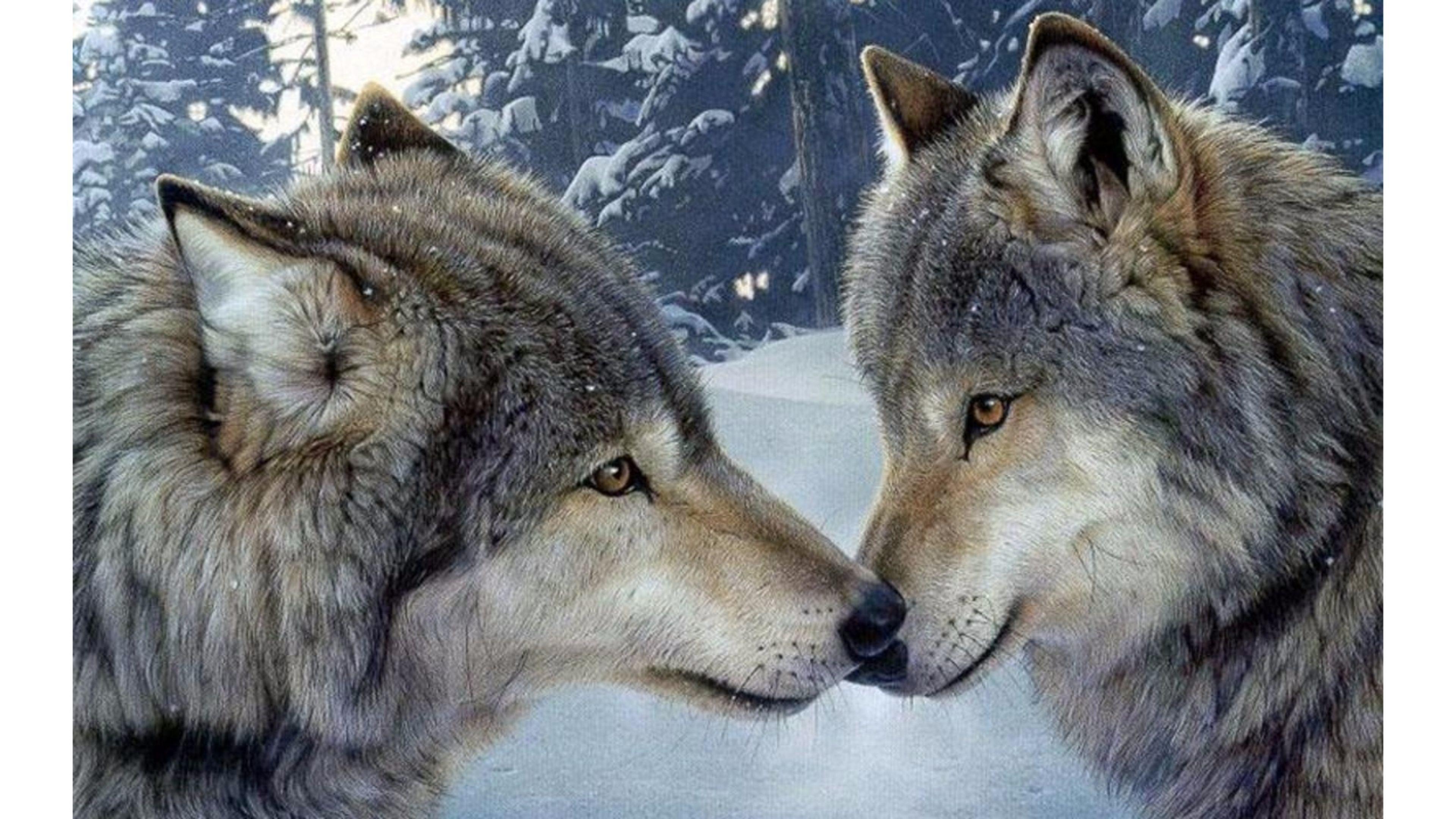 3840x2160 Wolves in Love Wallpaper