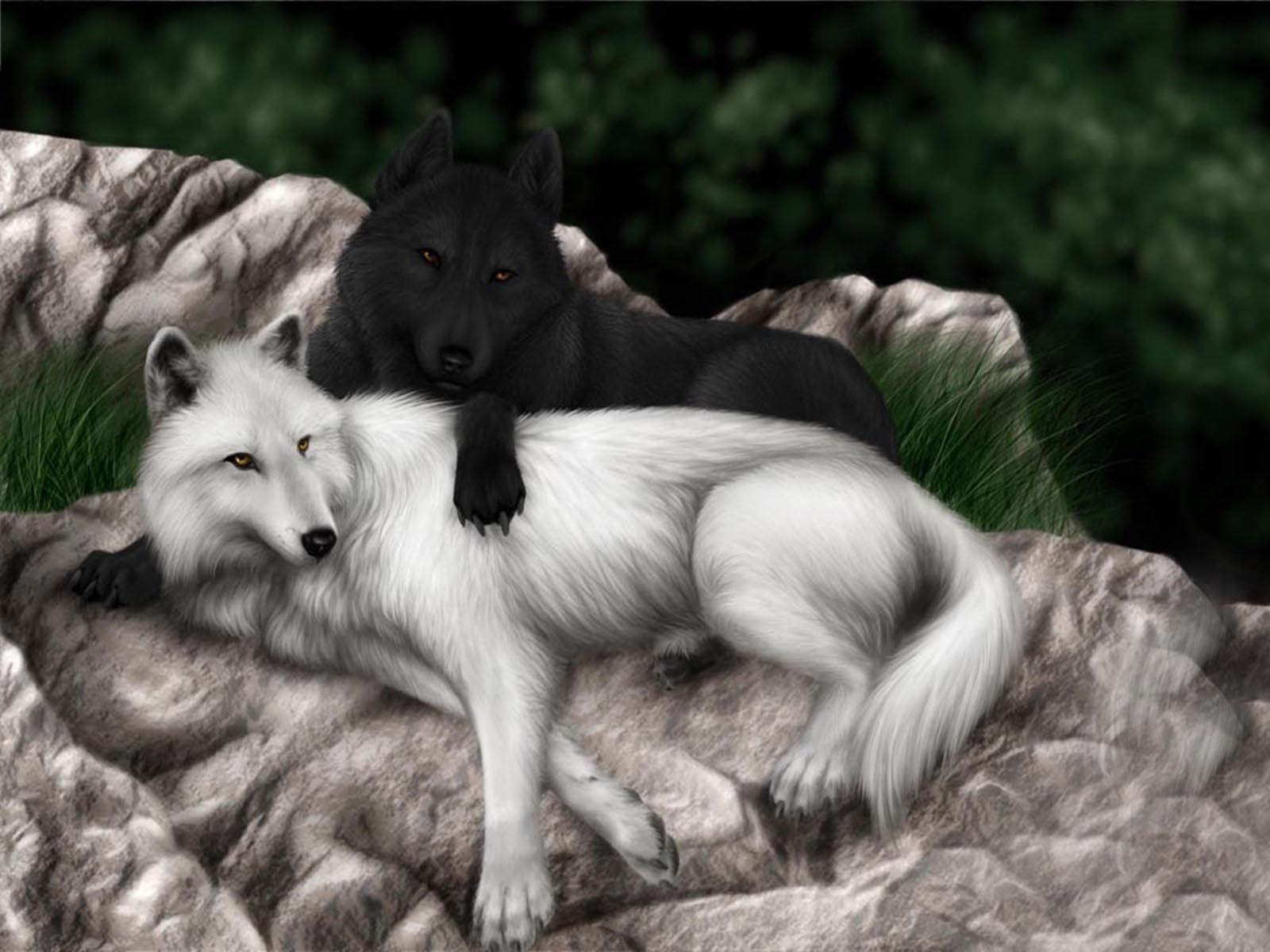 1600x1200 Vision Of The Wolf Wallpaper Wolf And White Wolf
