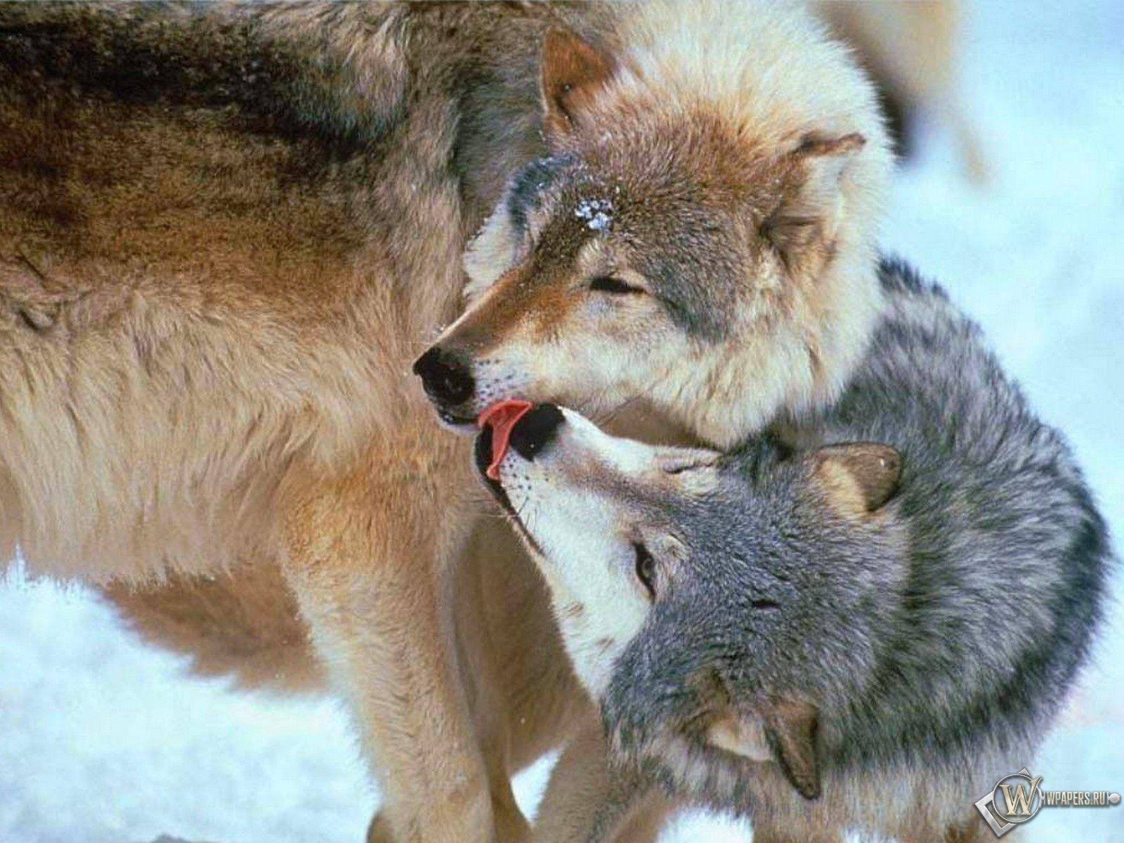 Wolf Love Wallpapers - Top Free Wolf Love Backgrounds - WallpaperAccess