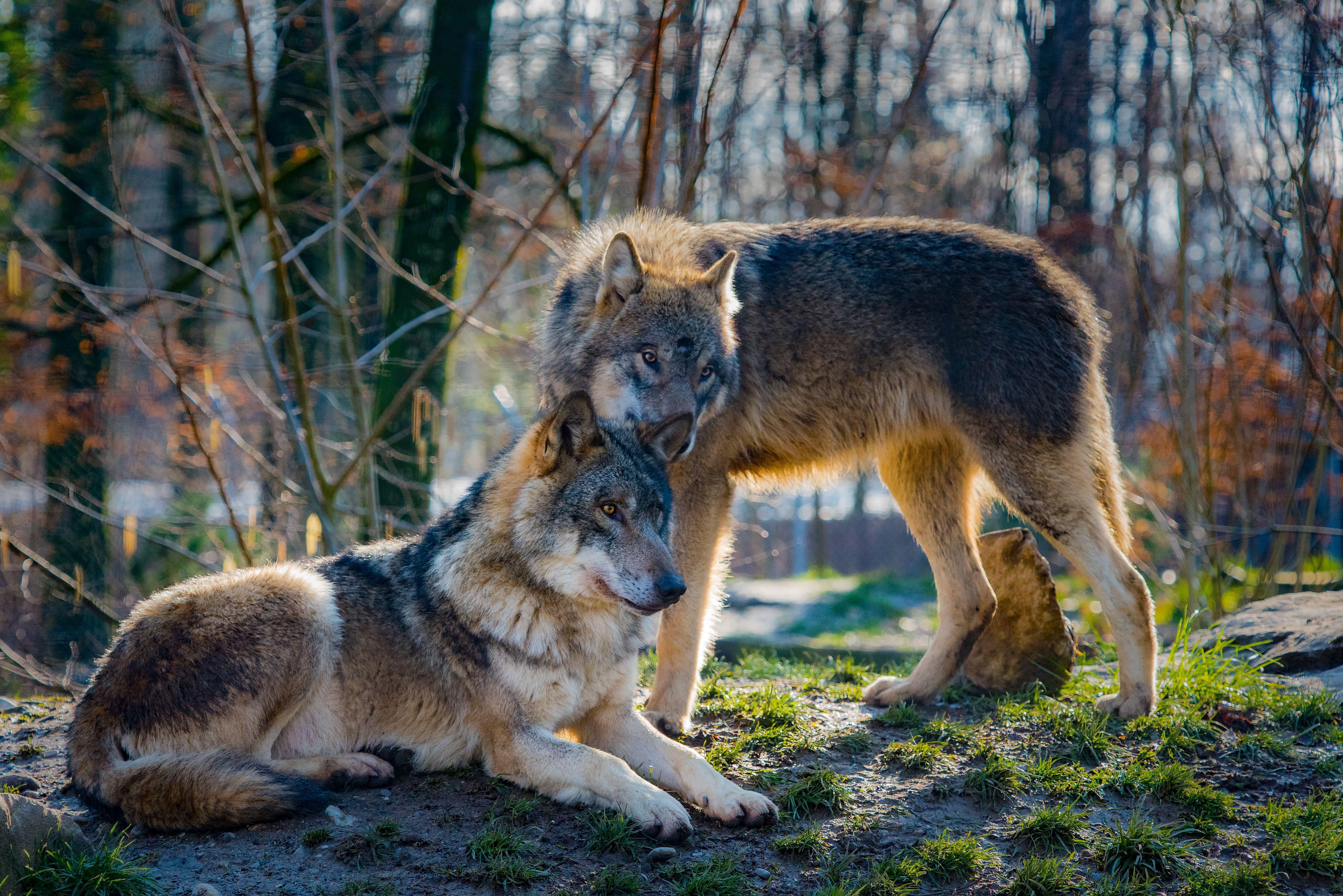 5930x3958 Two Grey And Brown Wolves In The Forest HD Wallpaper