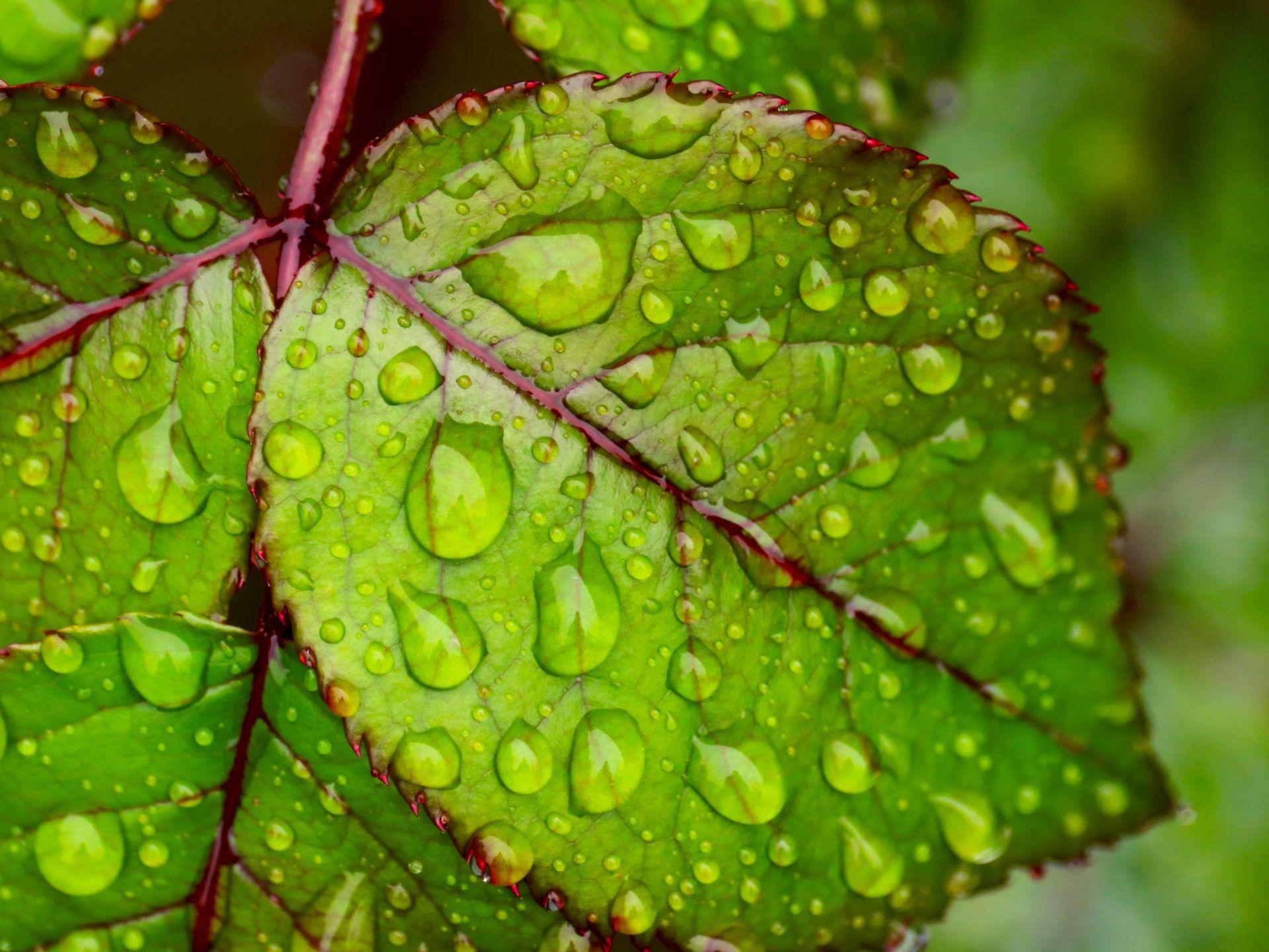 1920x1440 Water droplets on green leaf 4K Ultra HD Wallpaper for Mobile phones Tablet and PC 3840x2160 :