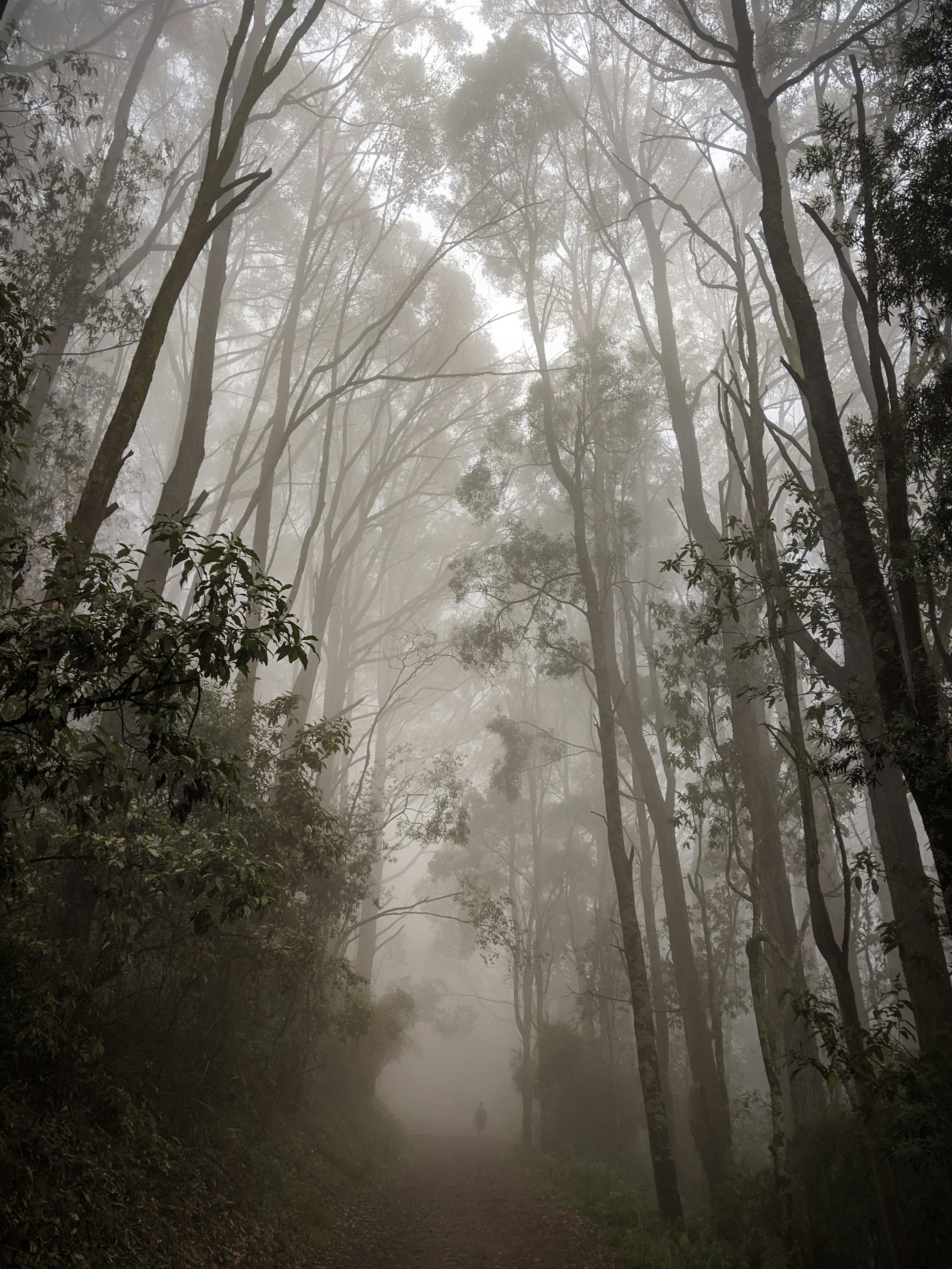 3000x3999 Foggy Weather Picture. Download