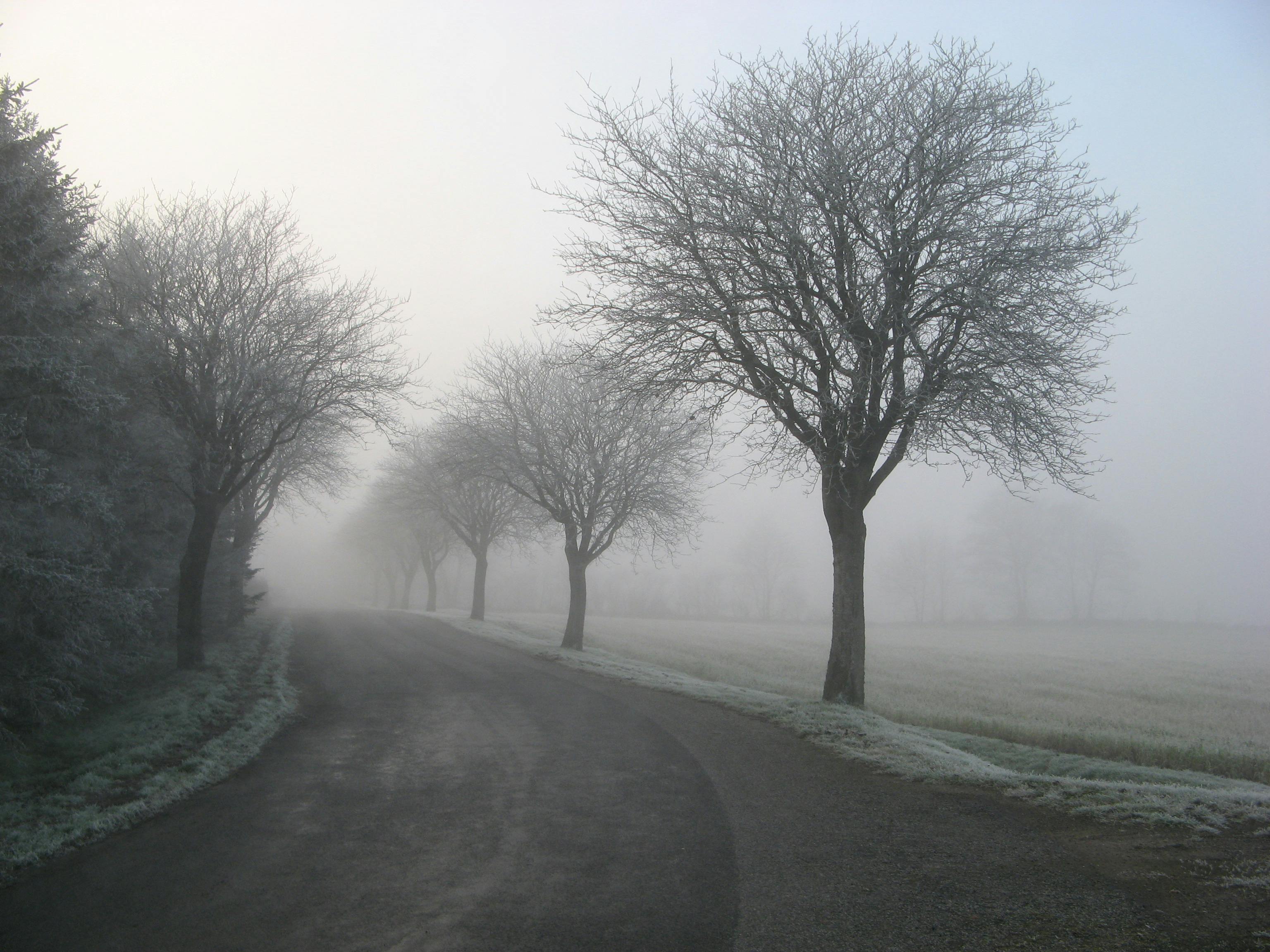 3072x2304 Leafless Tree on Foggy Weather · Free