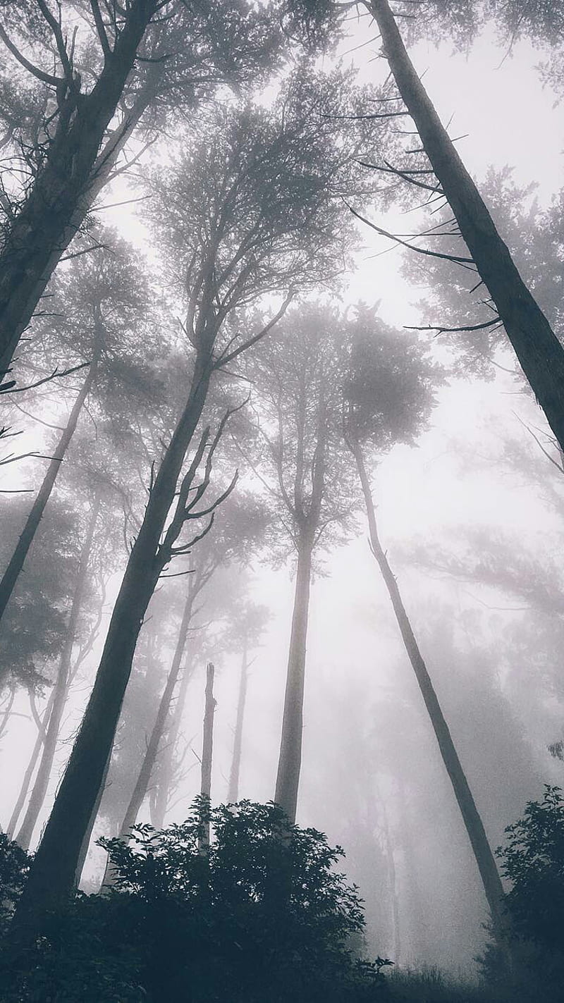 800x1423 woods, HD phone wallpaper