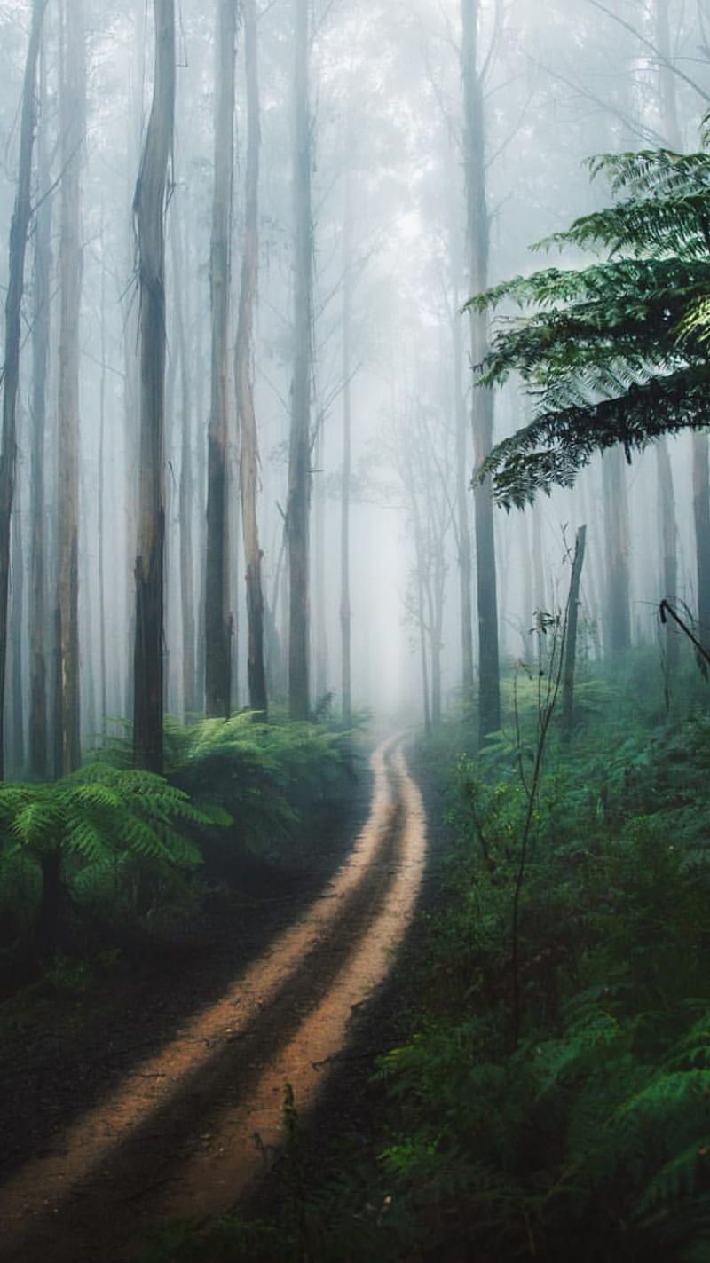 800x1423 Foggy Forest, morning, nature, path, graphy, trees, weather, HD phone wallpaper