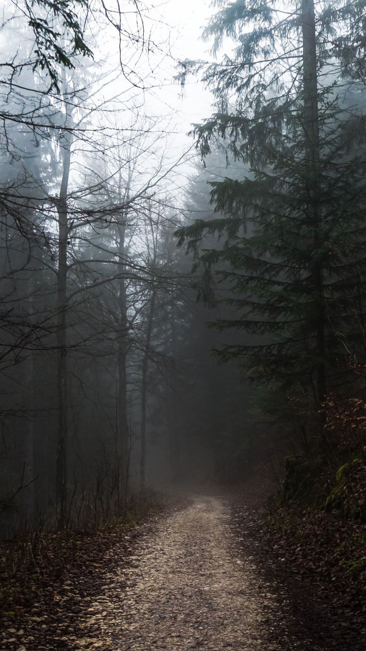 736x1308 foggy forest, path, autumn, gloomy weather