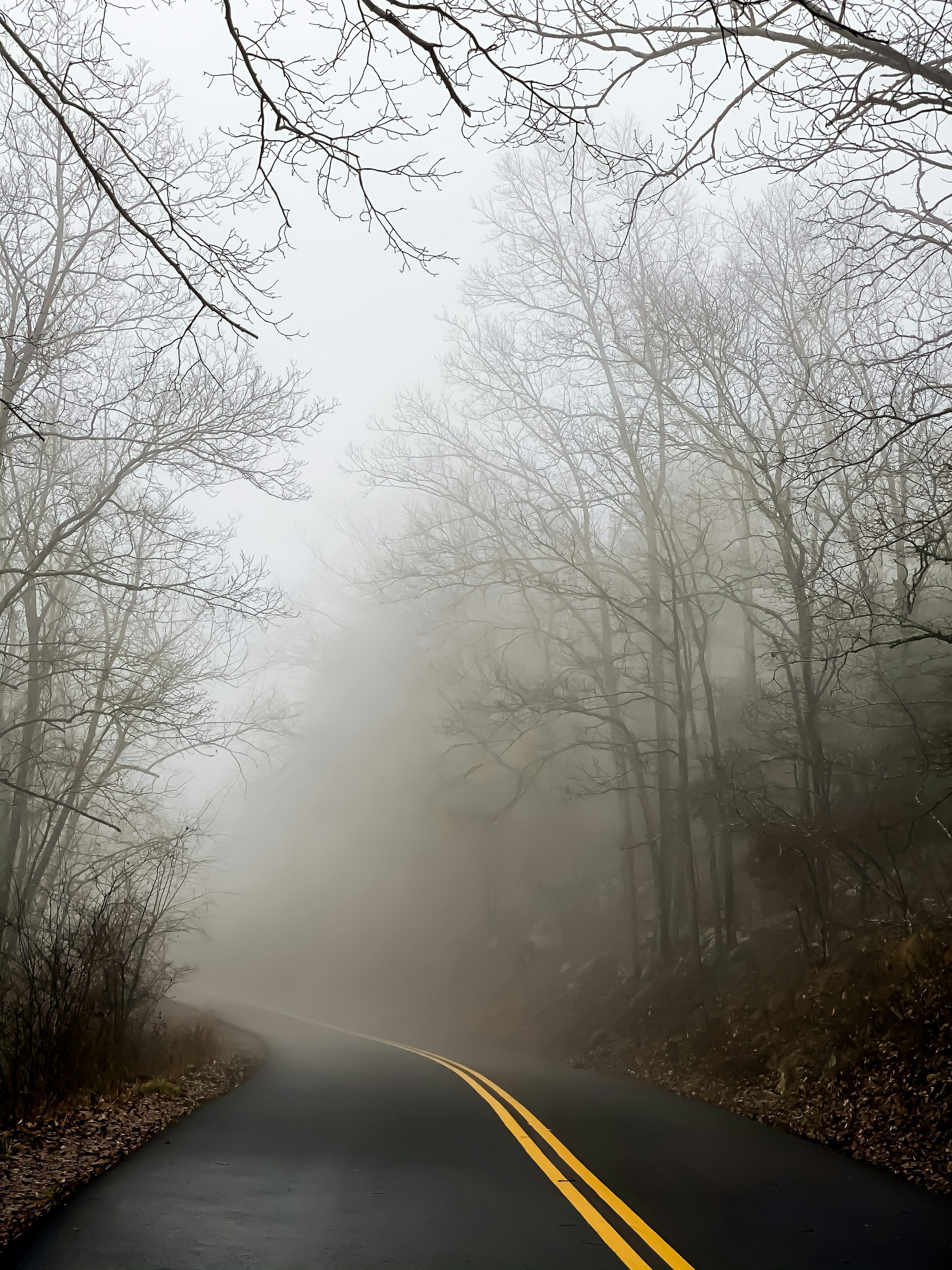 3000x4000 Foggy forest during foggy weather photo