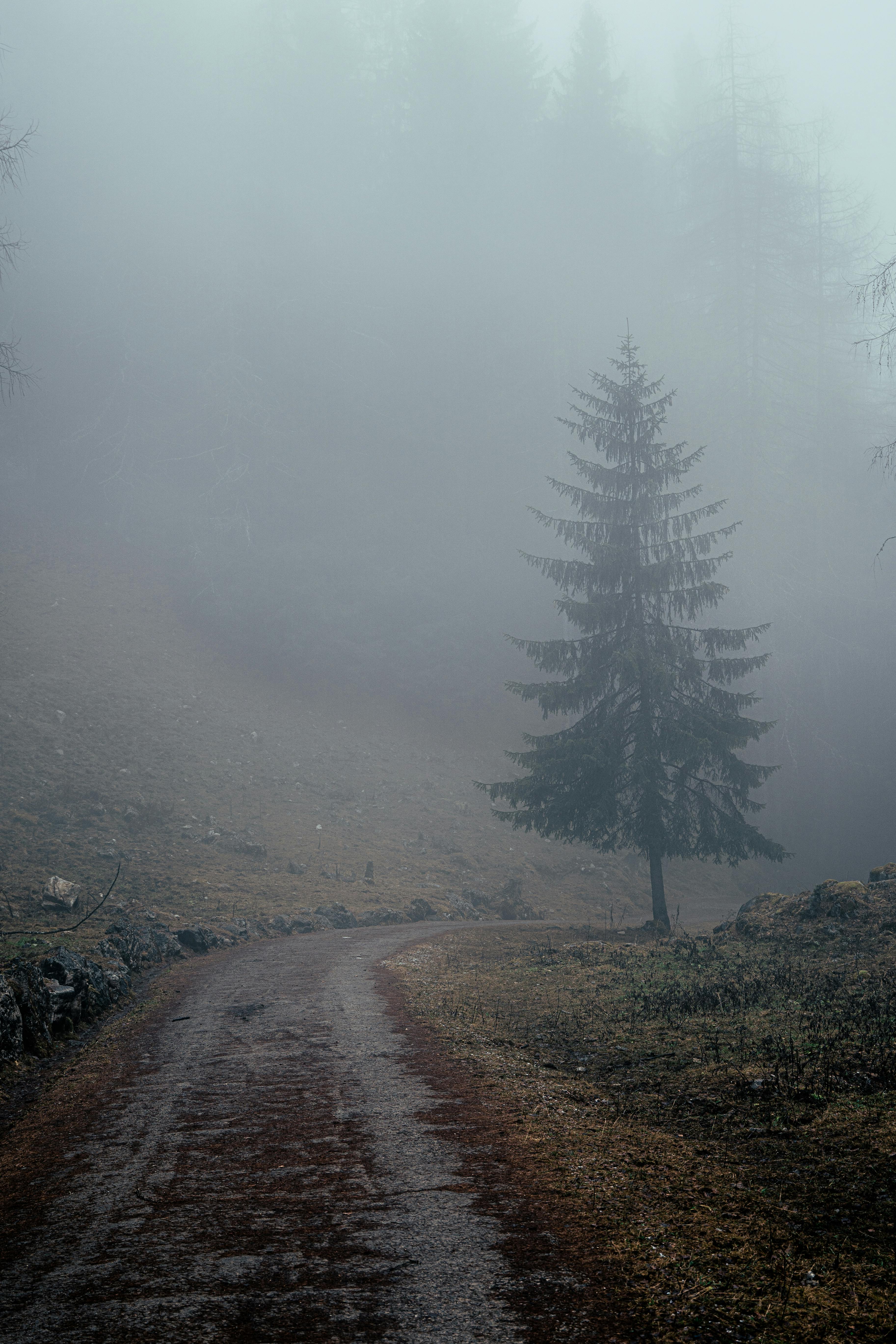 3651x5477 Pine Tree Along a Road on Brown Field