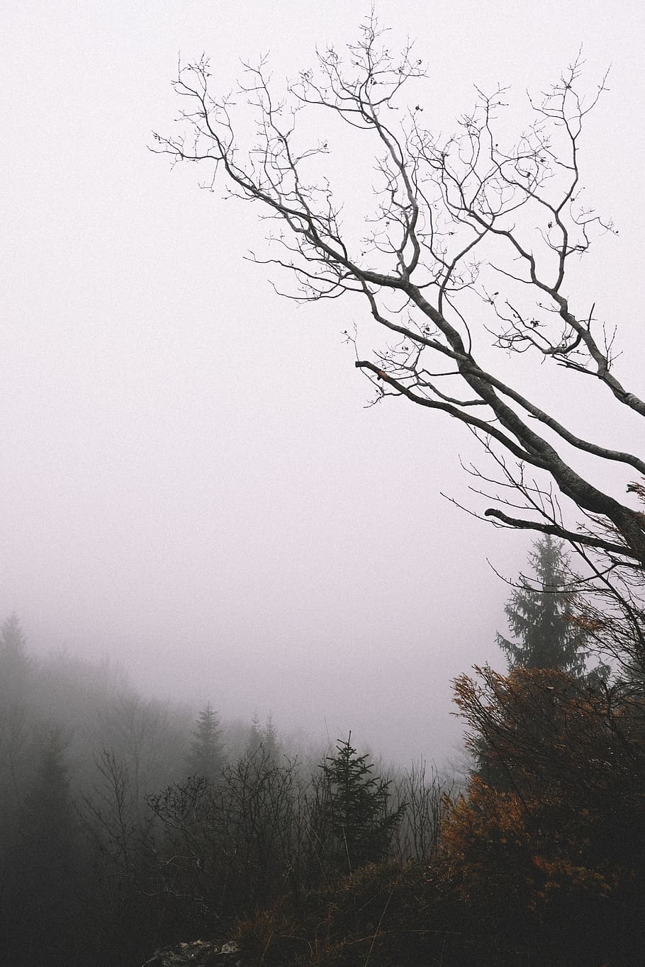 910x1365 bare tree by trees during foggy weather