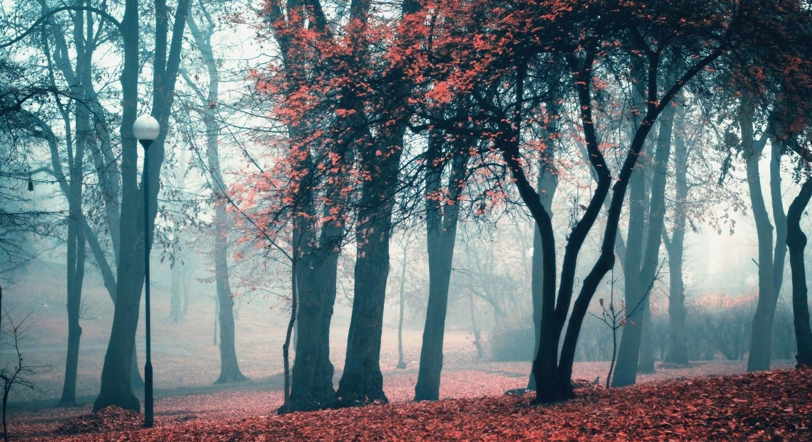 1600x871 Foggy Forest With Red Leaves And Trees