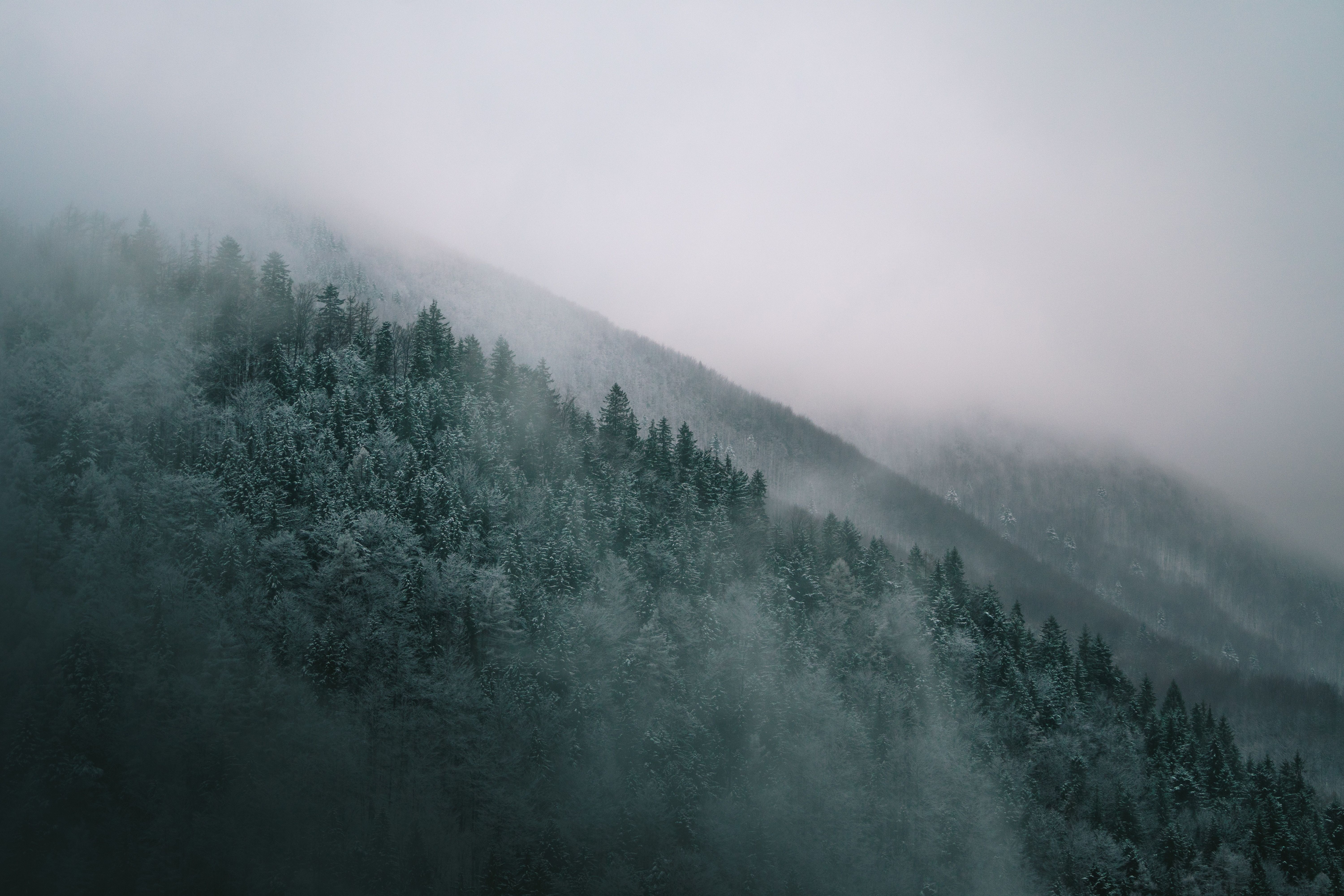 6000x4000 Rainy Foggy Forest Desktop Wallpaper