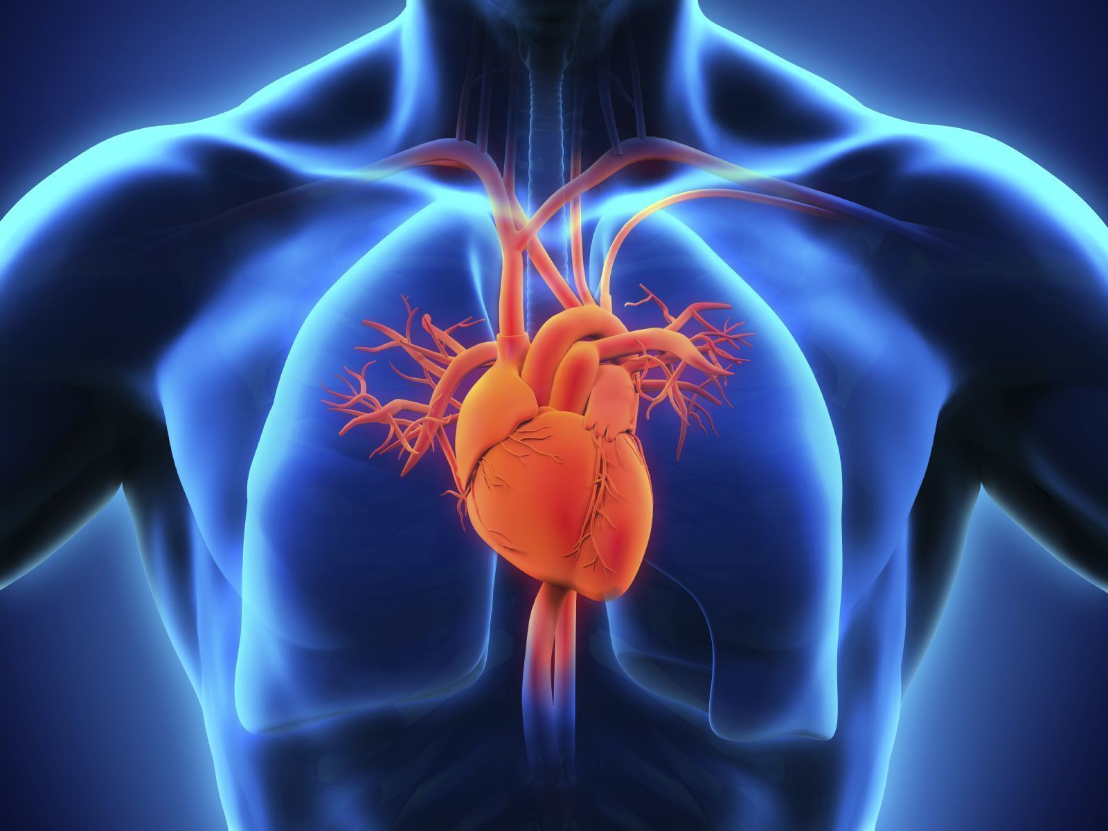 1600x1200 Circulatory System Wallpaper