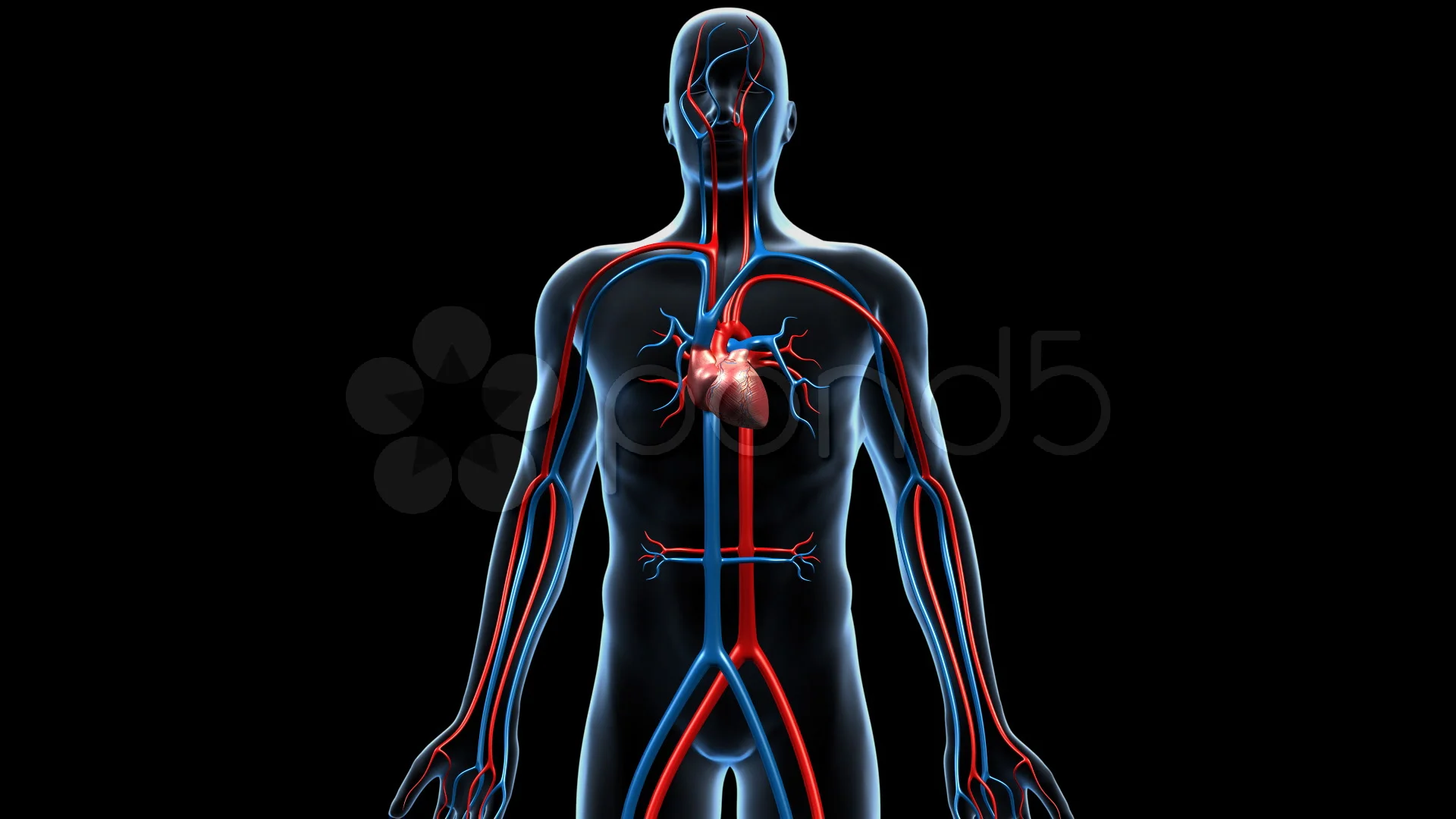 1920x1080 Cardiovascular System, 360 Degree