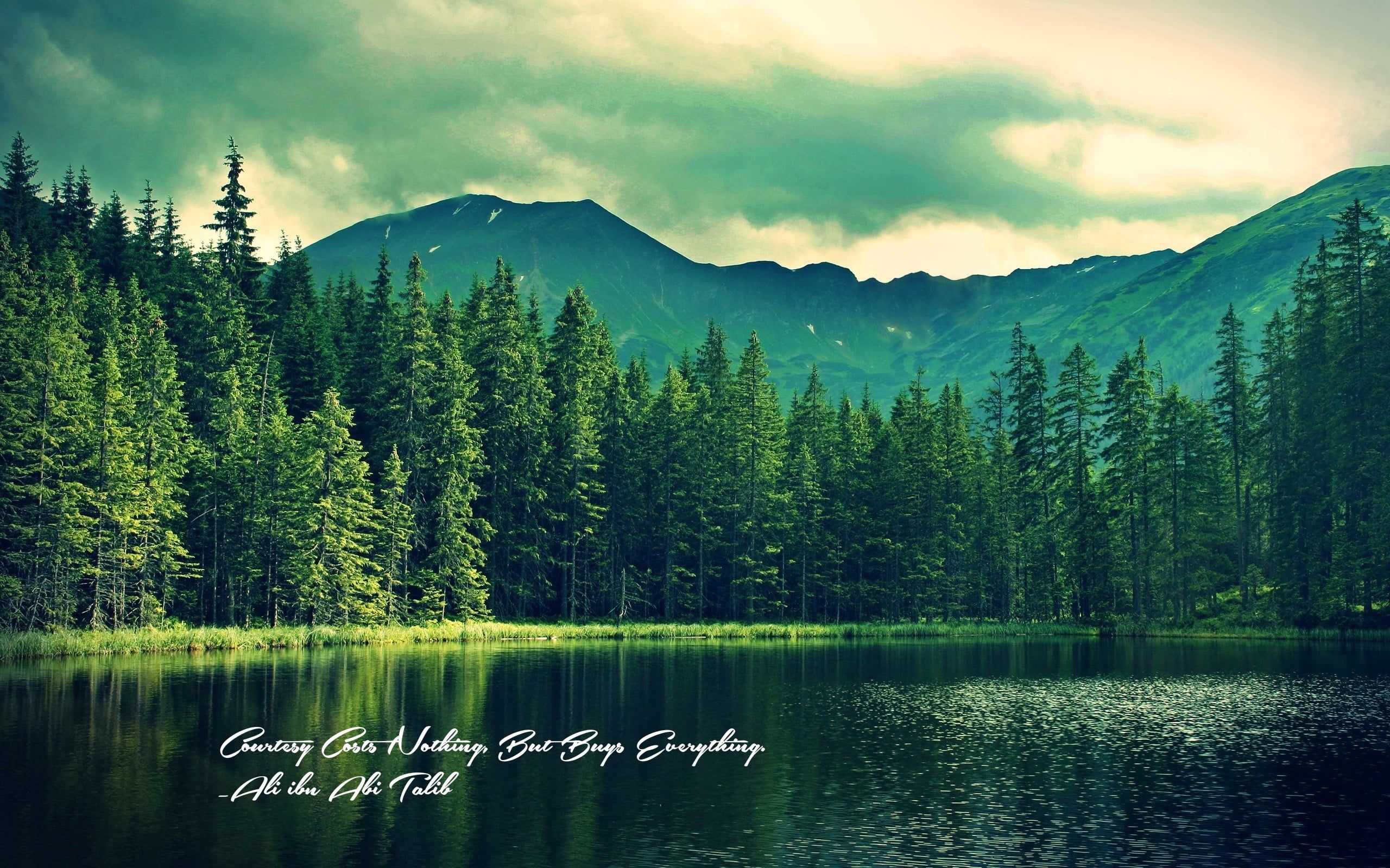 2560x1600 Green leaf trees, Ali ibn Abi Talib