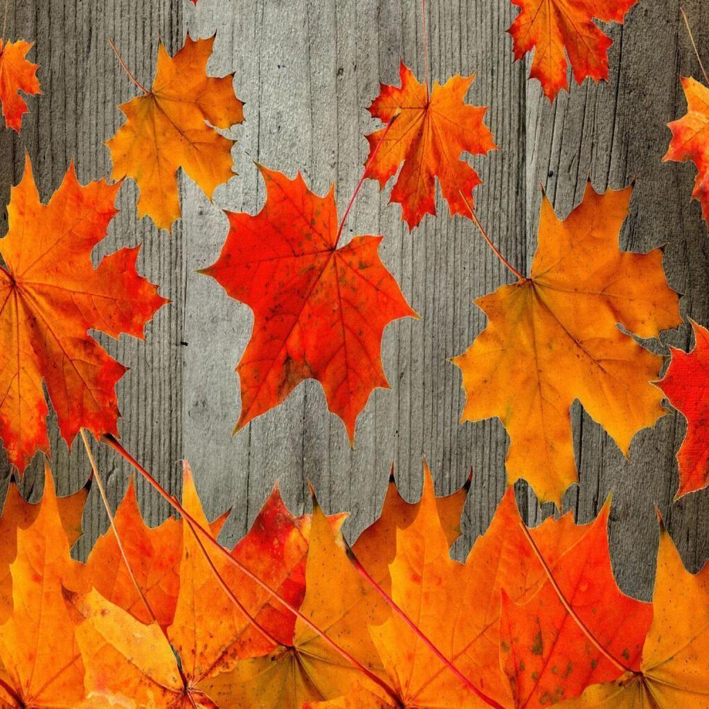 Rustic Fall Wallpapers - Top Free Rustic Fall Backgrounds - WallpaperAccess